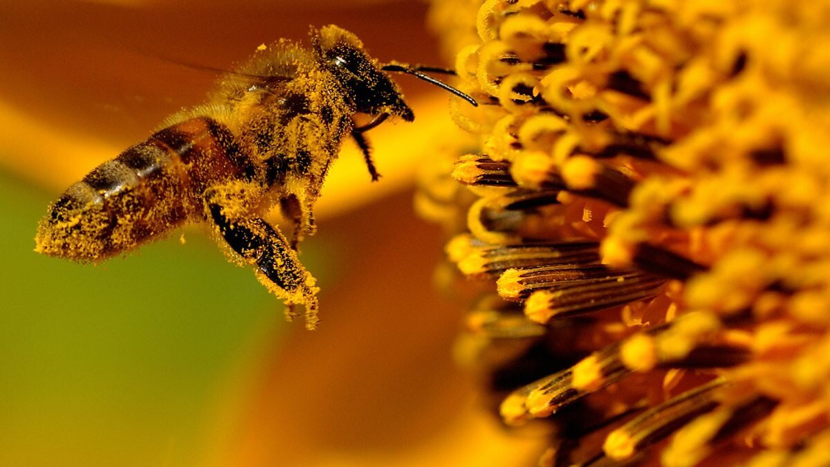 Buzzworthy  Bee Documentaries