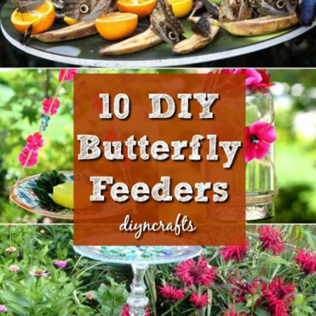 DIY Butterfly Feeders