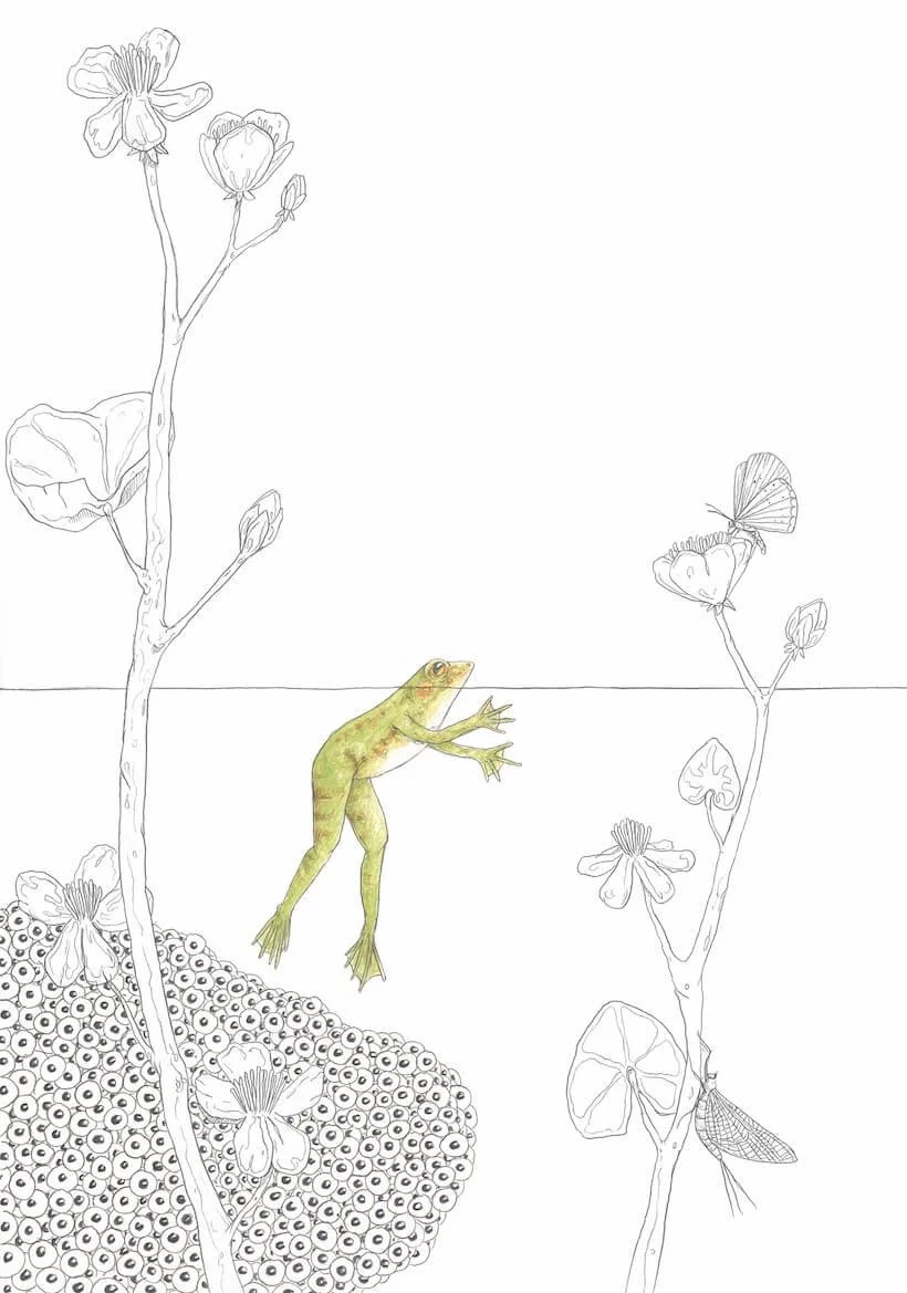 13-14_GRENOUILLES copie.jpg