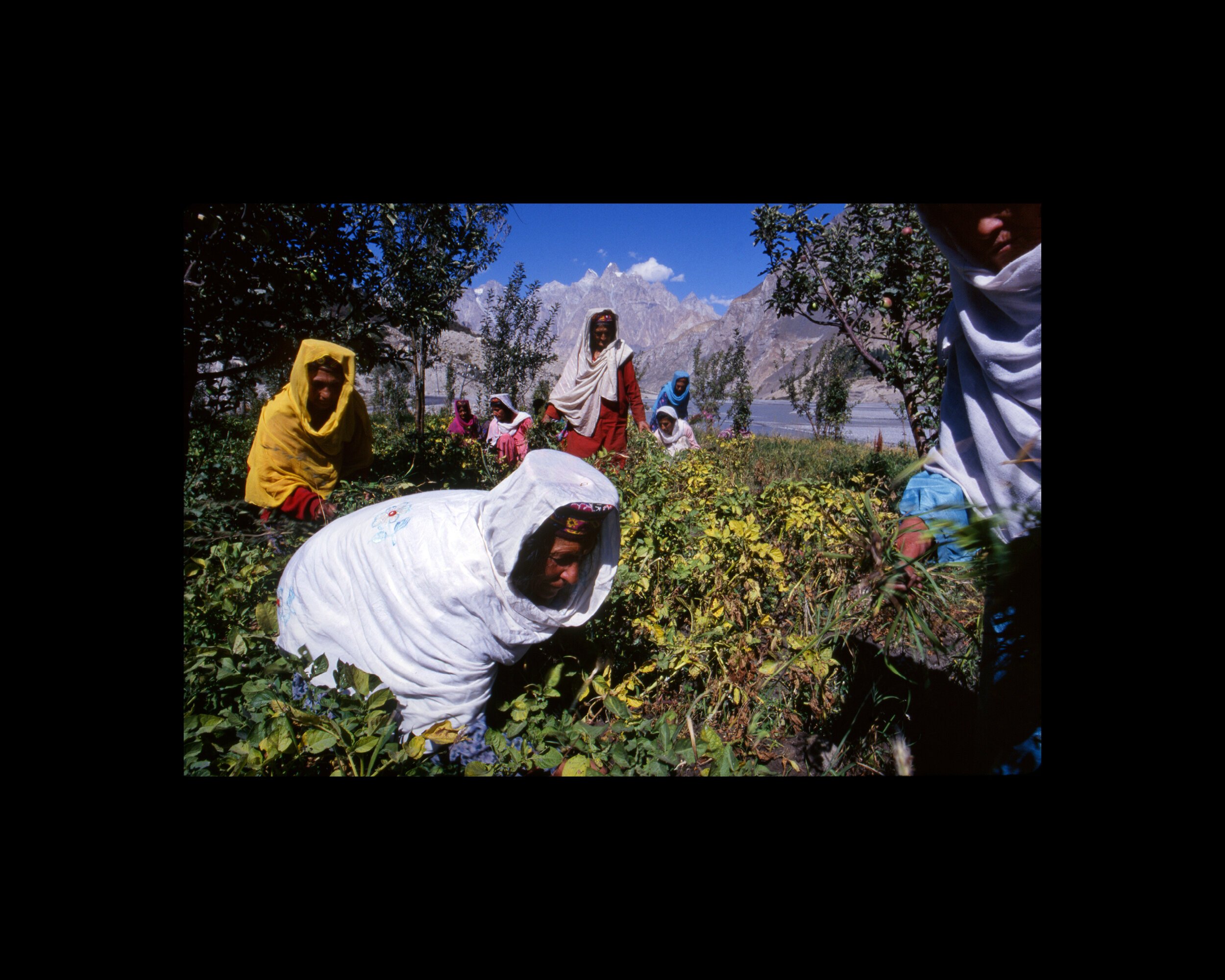  Women from the Women's Cooperative, started in 1984 to discuss local news and invest in village agricultural projects, tend to their orchards in Hunza Province, Pakistan. 1998 