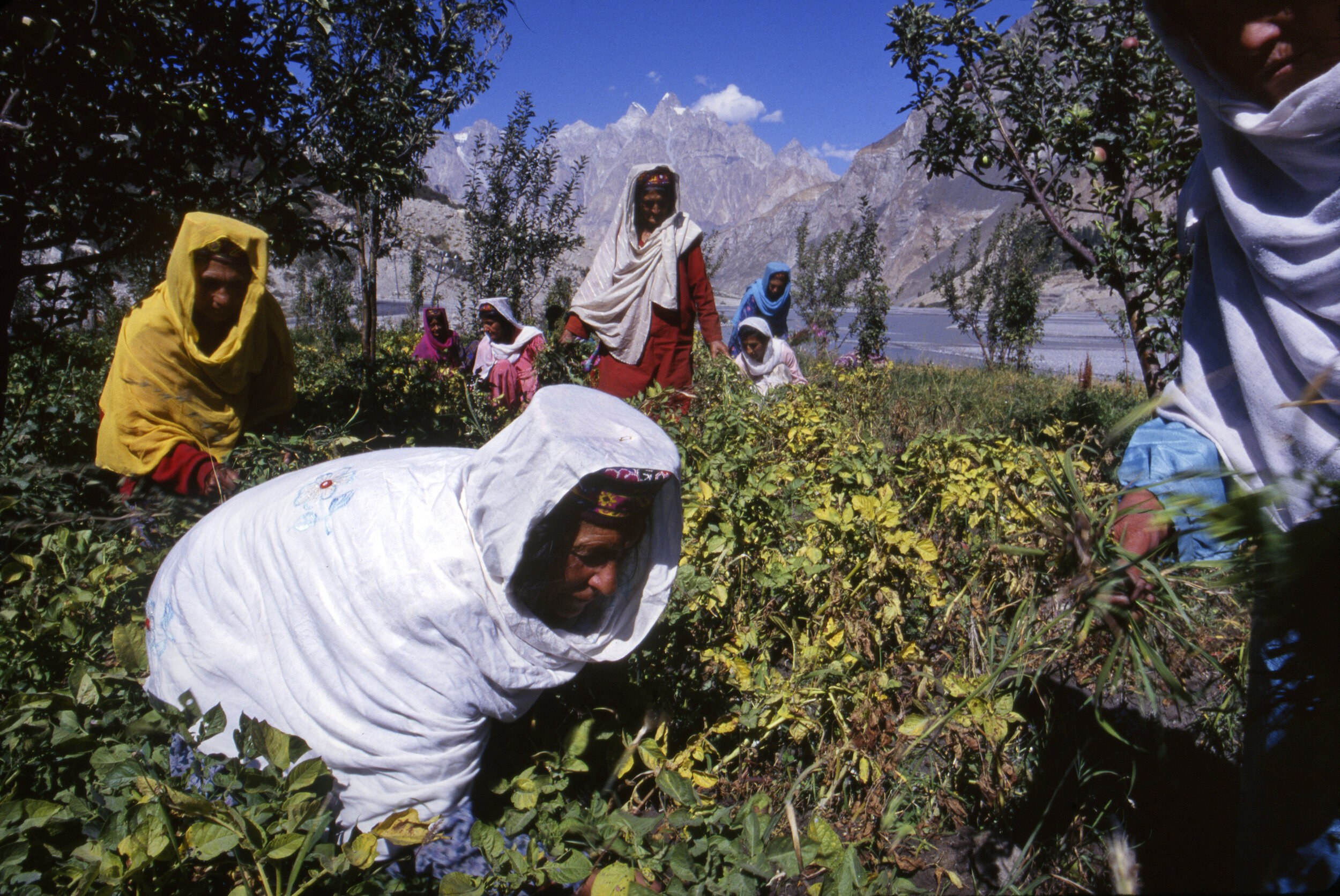  Women from the Women's Cooperative, started in 1984 to discuss local news and invest in village agricultural projects, tend to their orchards in Hunza Province, Pakistan. 1998 