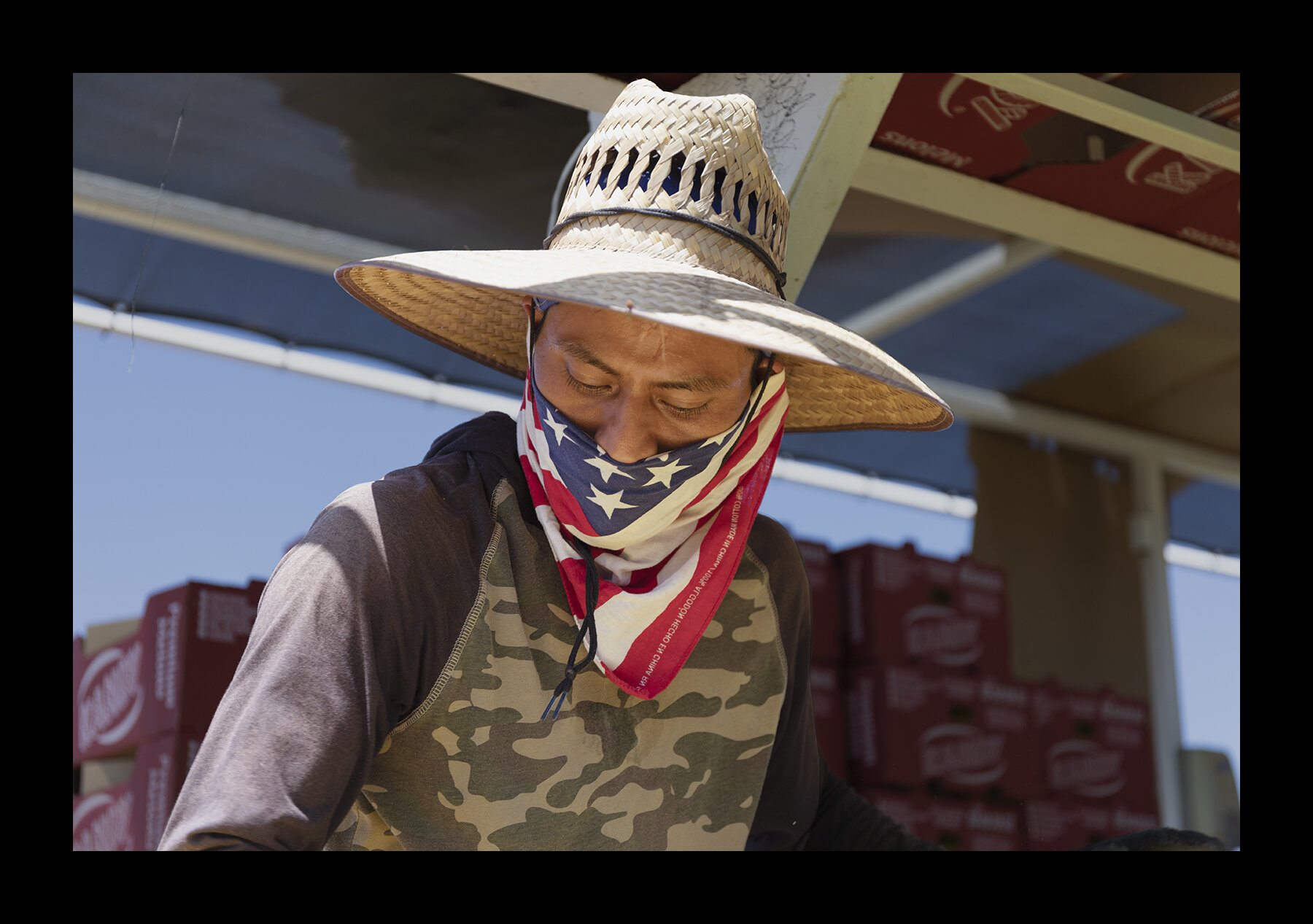  Guatemalan field workers harvest cantaloupes on the outskirts of Maricopa County near Aguila, Arizona. 