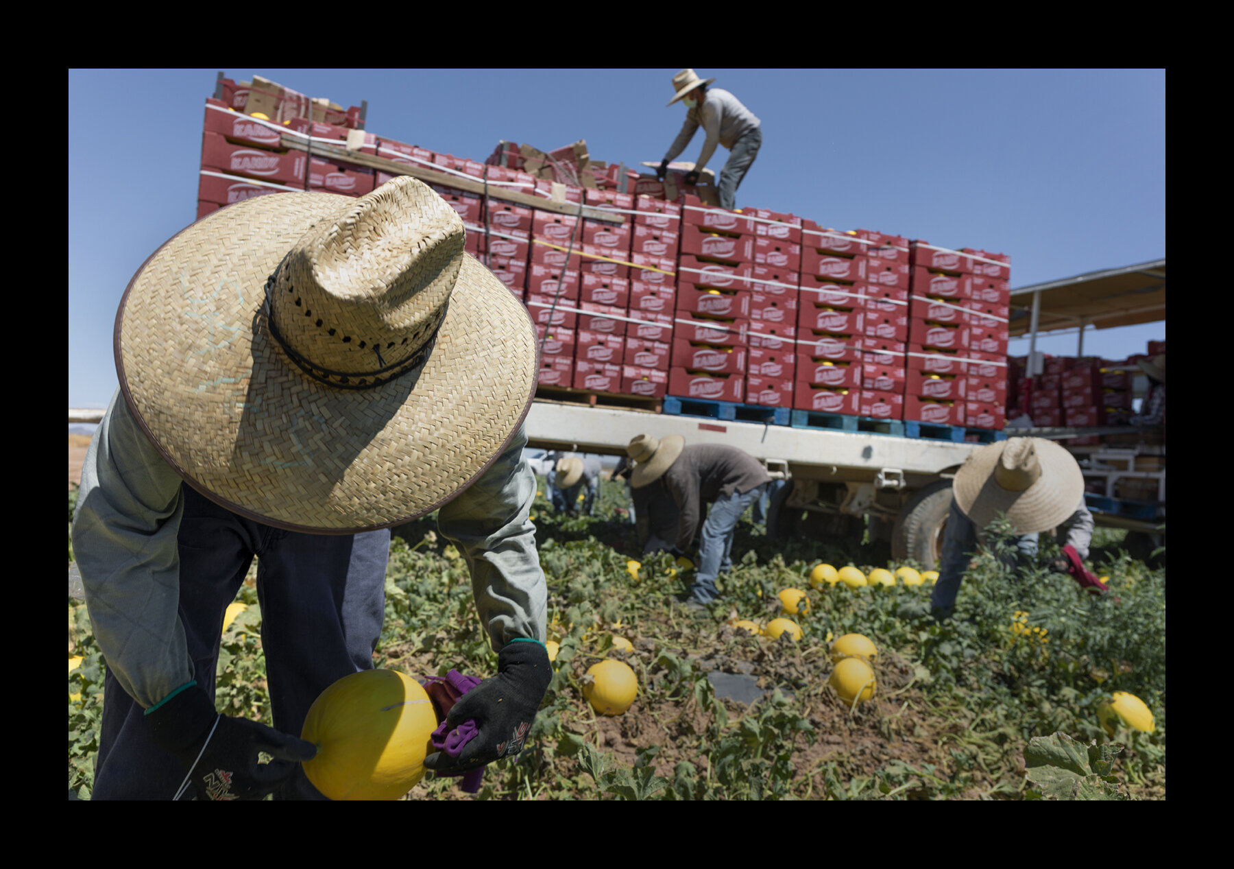  Guatemalan field workers harvest cantaloupes on the outskirts of Maricopa County near Aguila, Arizona. 