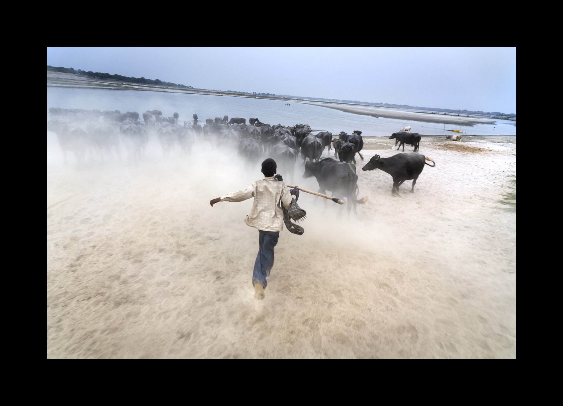  Muratganj, India, 2007   A young boy tends to his herd of water buffalo. 