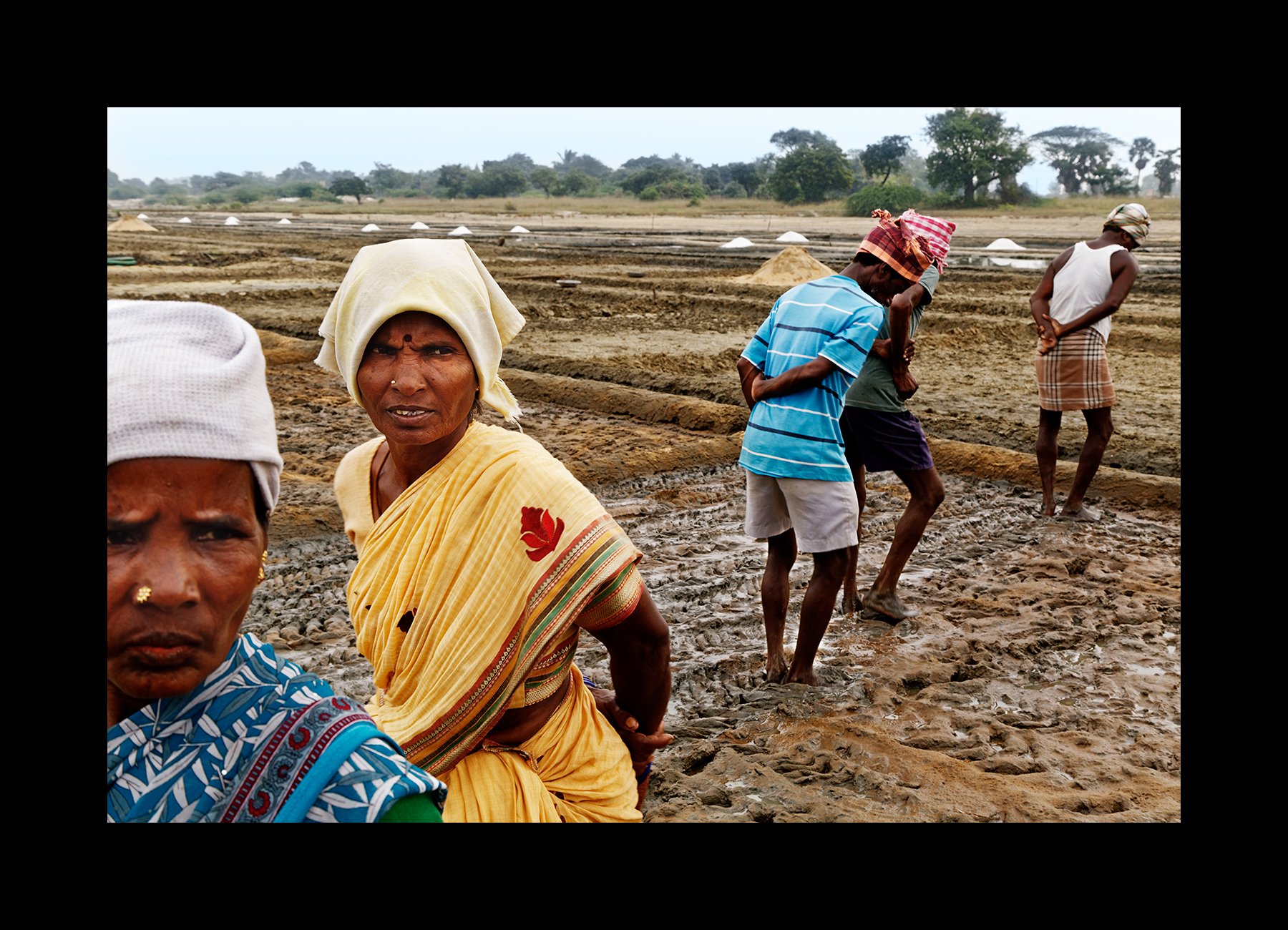  Laborers prepare the Marakannam salt pan fields for salt harvest near Pondicherry, India on Jan. 21, 2016. 