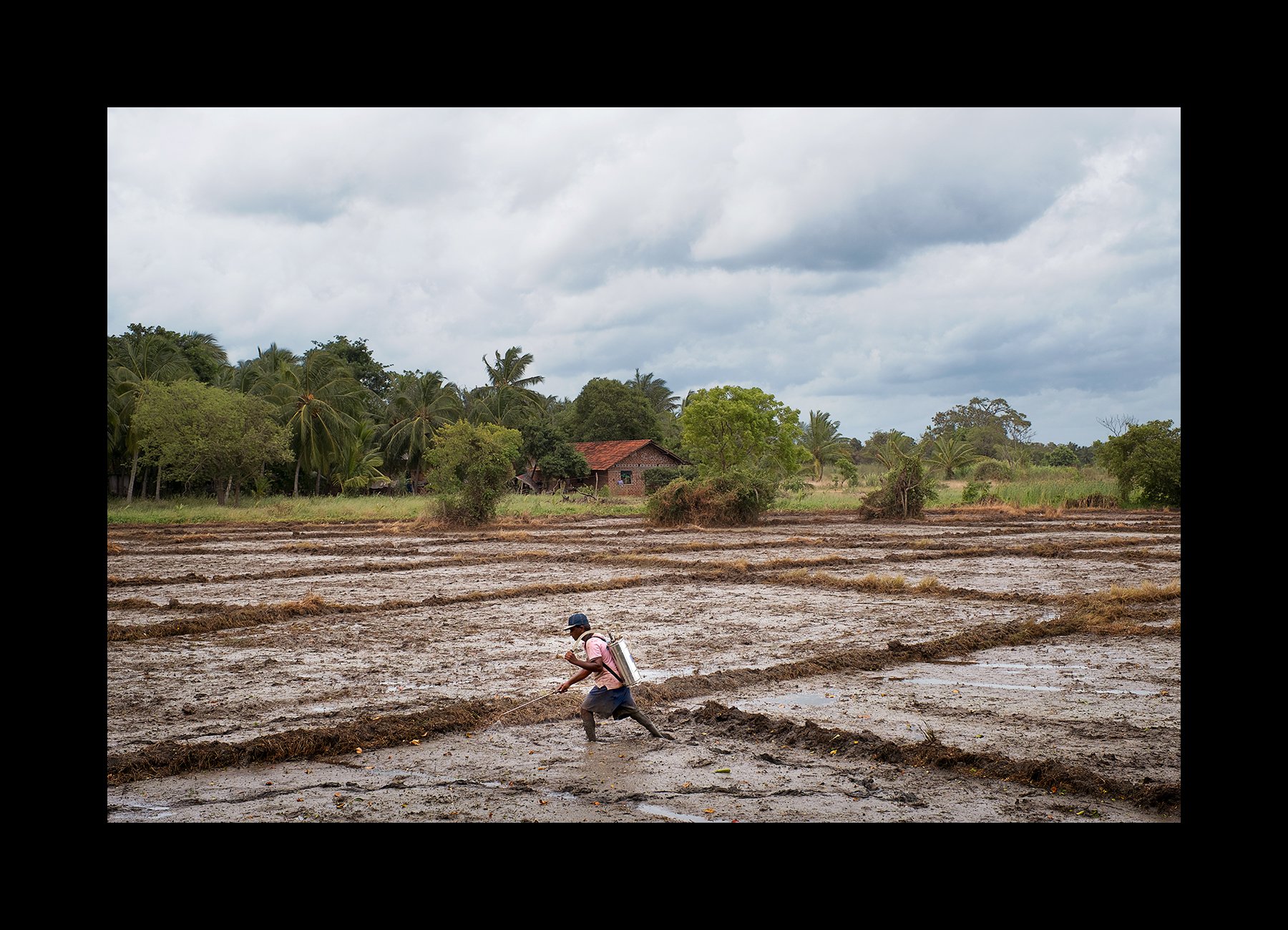  A farmer sprays his rice fields with herbicide to prepare them for planting in the village of Kongahanagama, in the North Central Province of Sri Lanka on June 28, 2016. Pesticides are considered one of the primary causes of CKDnT, a disease that af