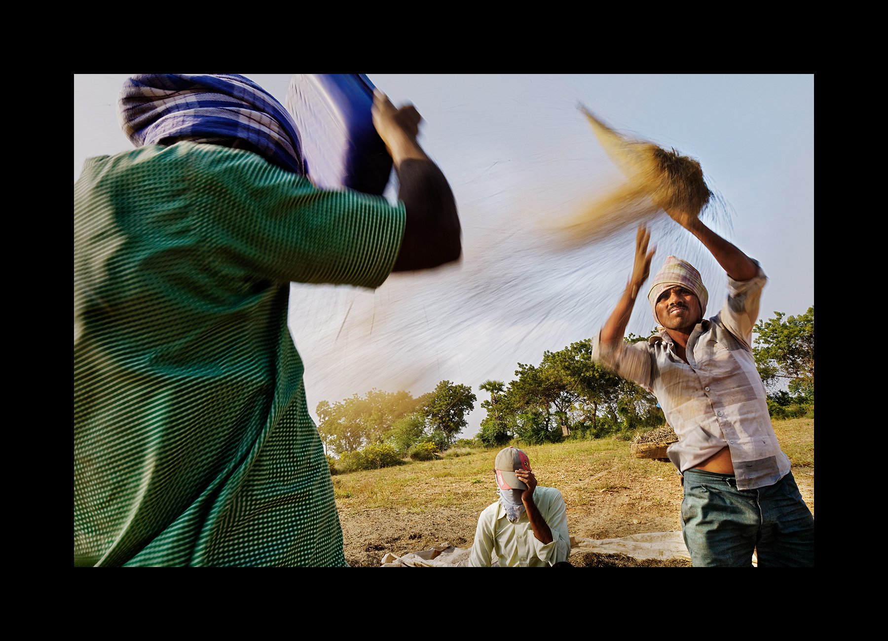  Agricultural workers harvest black whole grain in the village of Uchapalli, India on Jan. 16, 2016. 