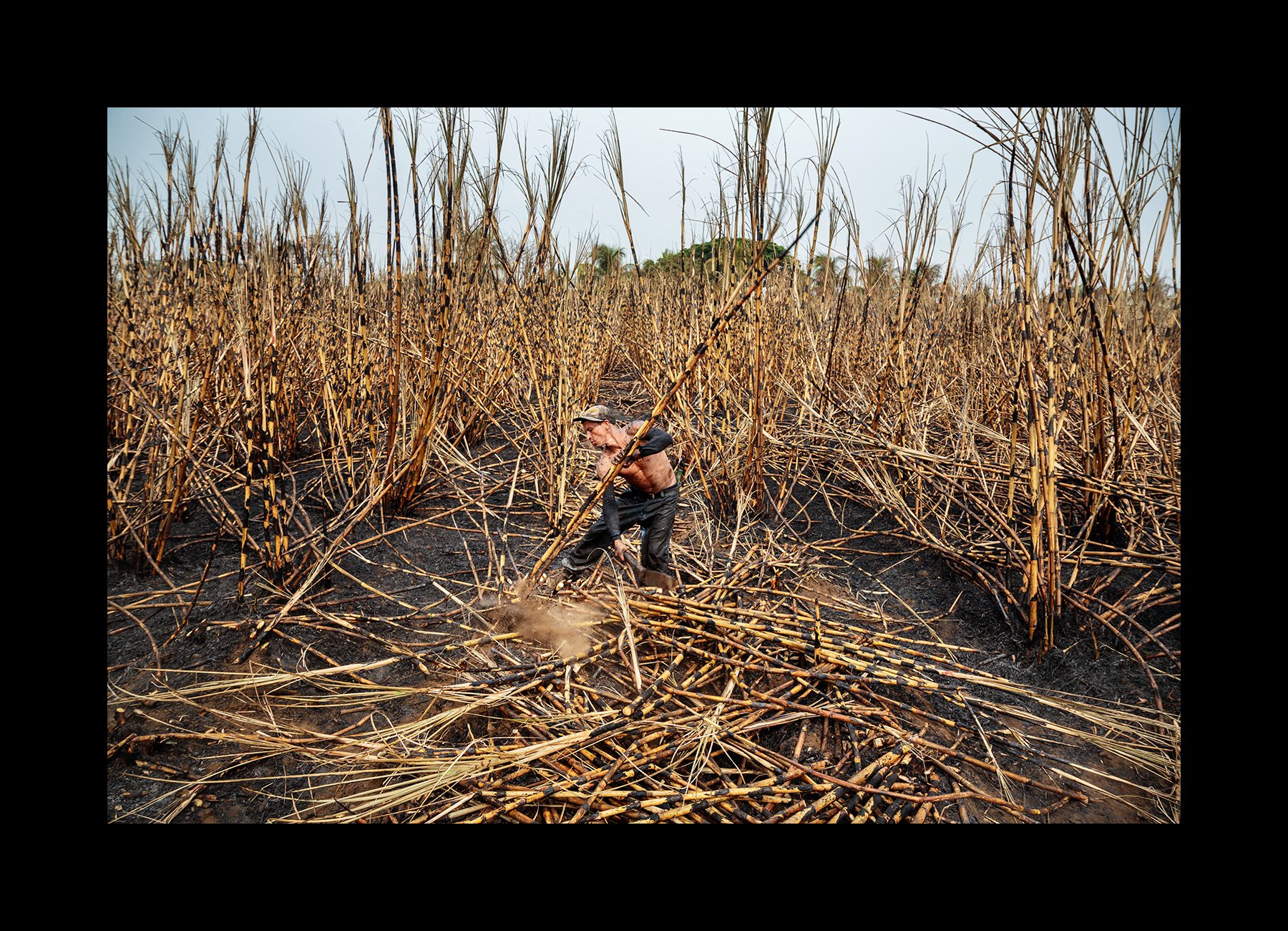  A cane cutter, covered in soot and ashes of charred sugar cane, in a field that was burned the night before, in Chichigalpa, Nicaragua on May 1, 2014. 