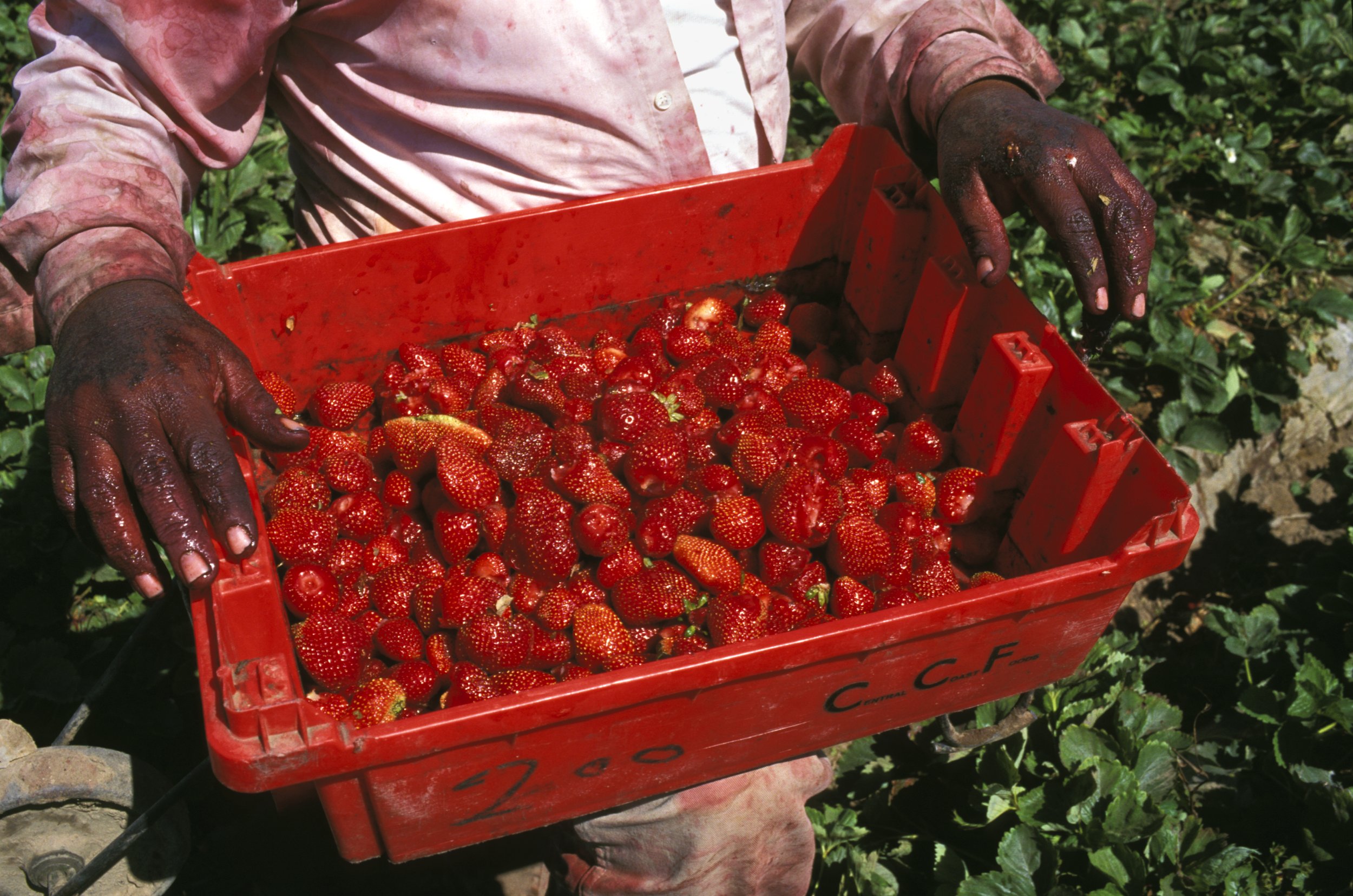  Migrant farm worker harvesting strawberries near San Diego. 1995 