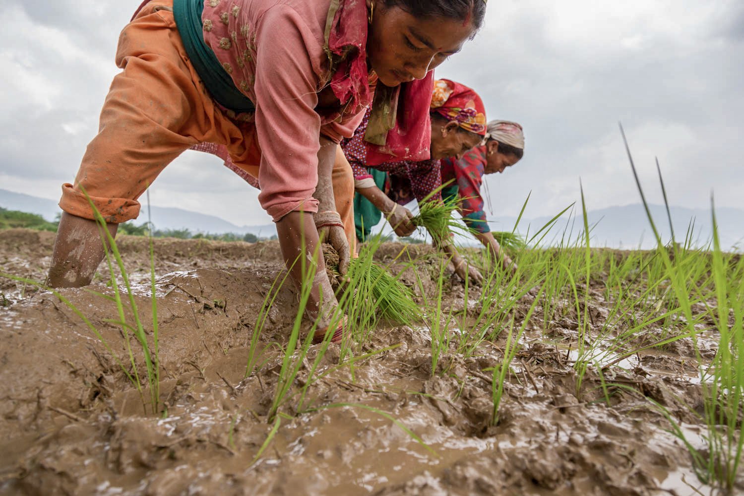  Nepali laborers working in rice fields in Changu Narayan, near Bhaktapur, Nepal on June 25, 2022. 