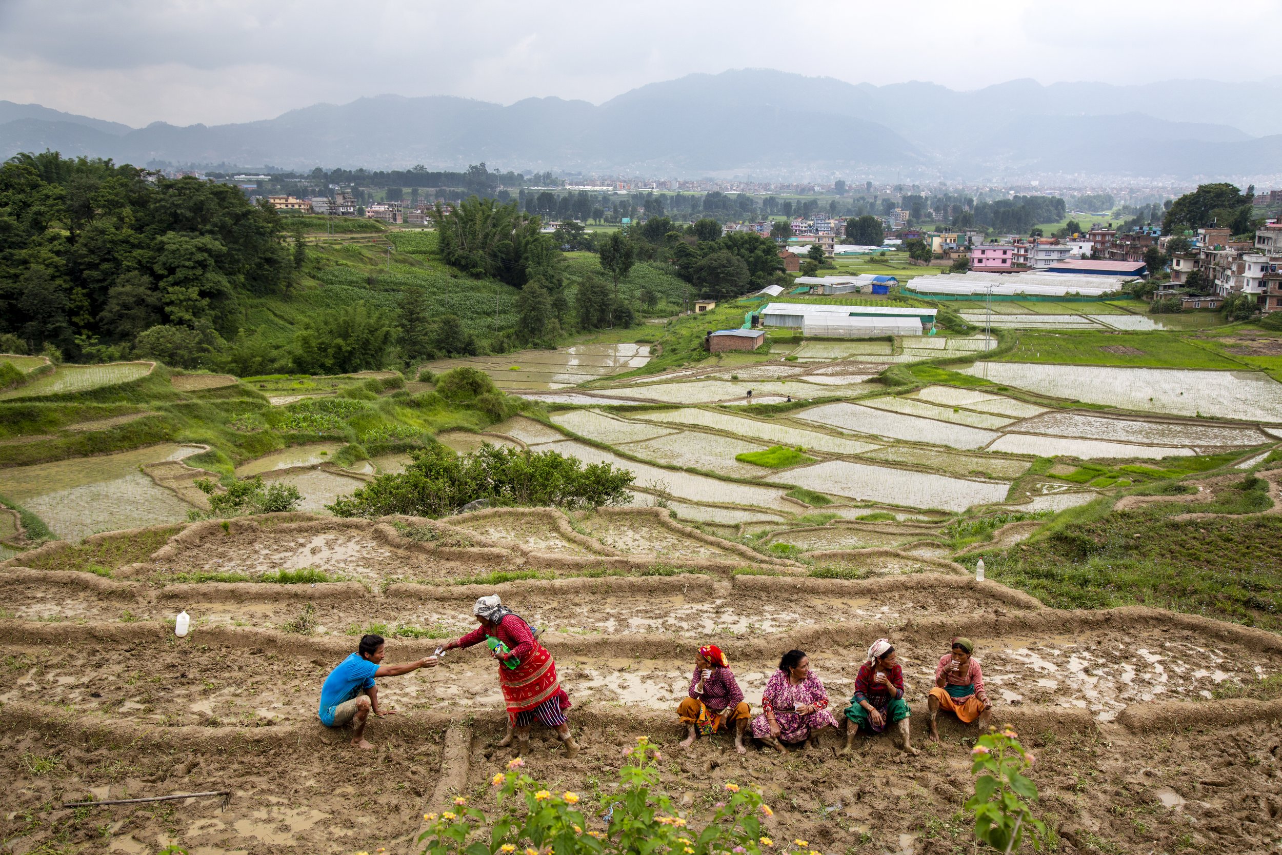  Rural folks working in rice fields in Changu Narayan, near Bhaktapur, Nepal on June 25, 2022. 