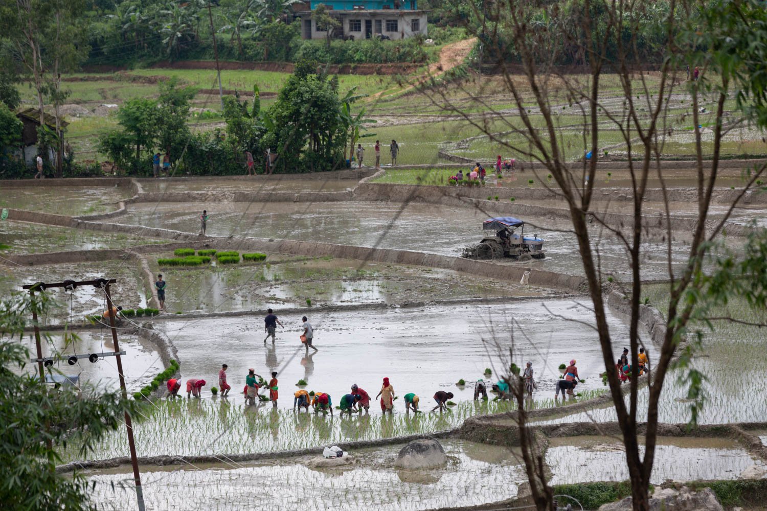  Nepali laborers working in rice fields in Kathmandu on June 30, 2022. 