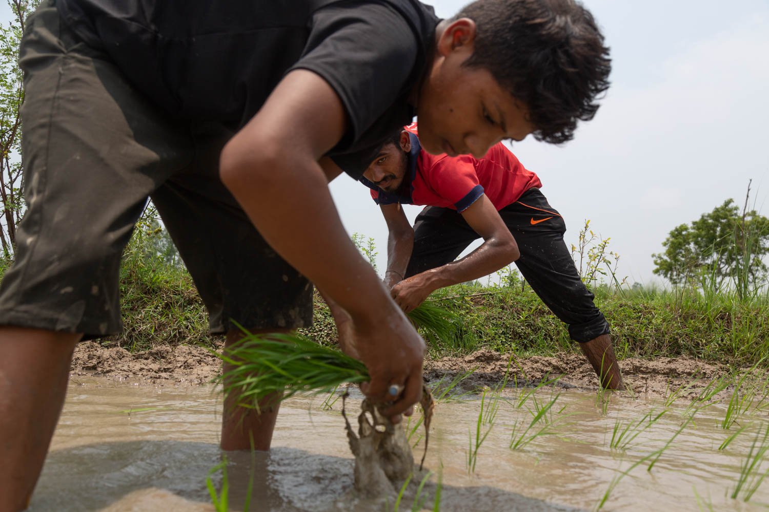  Indrajit Mandal, 22, works his family rice field in the village of Nagrain 9, in the Ghodhas District outside of Janakpur, Nepal on July 1, 2022. 