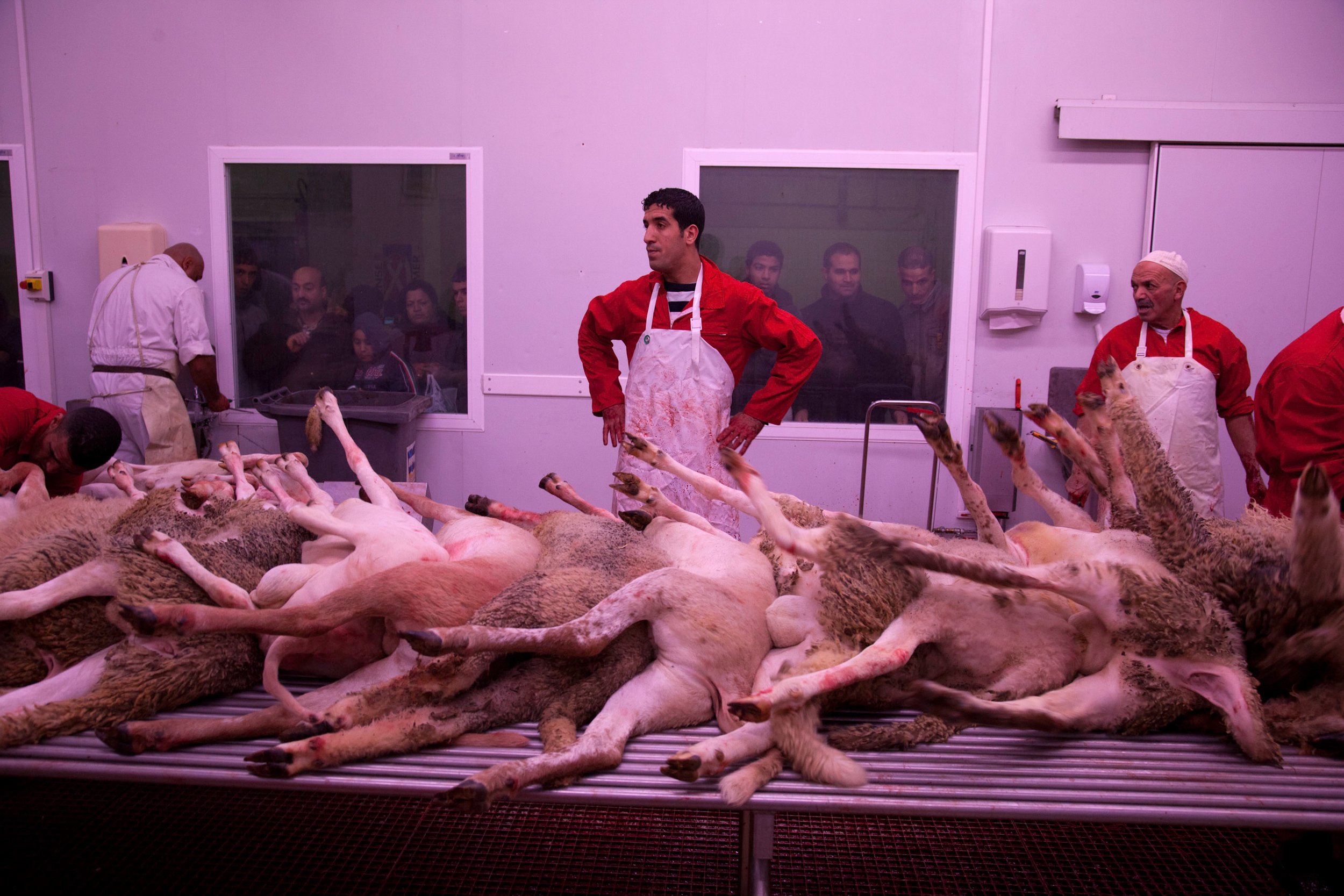  Muslims watch the slaughter of sheep for Eid Al Ahra at the Moustapha Slimani Market in Marseille, France on Nov. 16, 2010.  