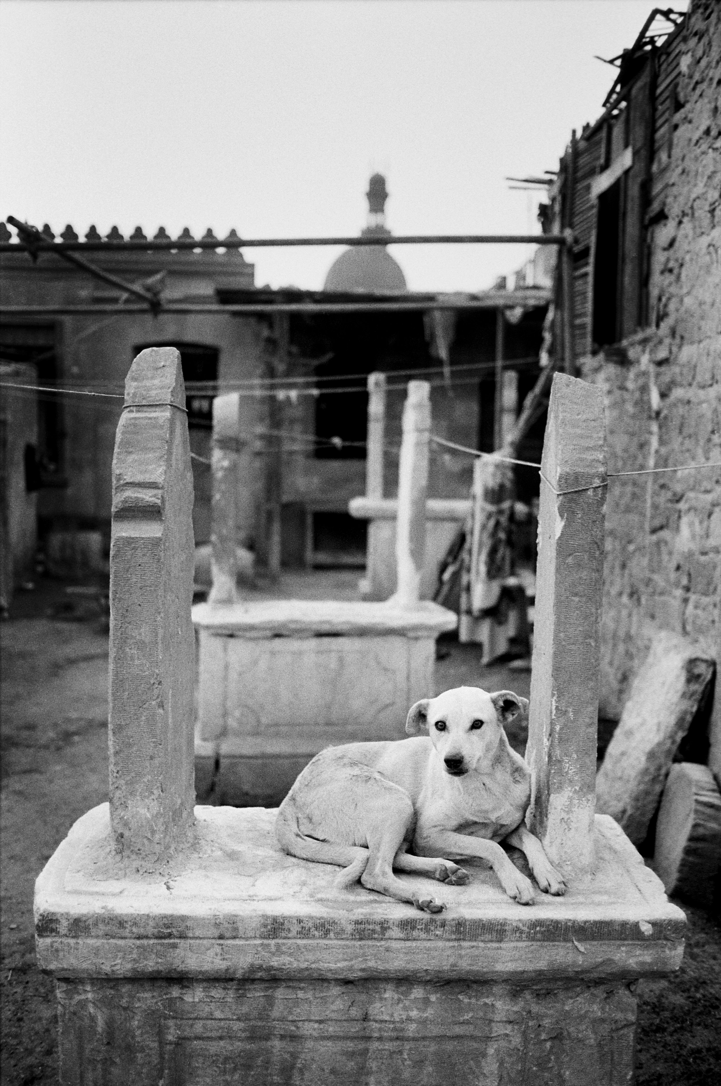  Locals believe that dogs chase away the ghosts that linger.  