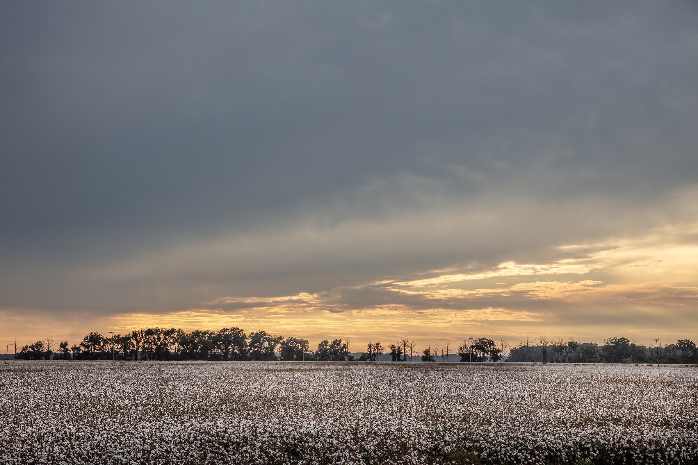  A dusk scene behind a cotton field near Parchman, Mississippi on September 18, 2025. 