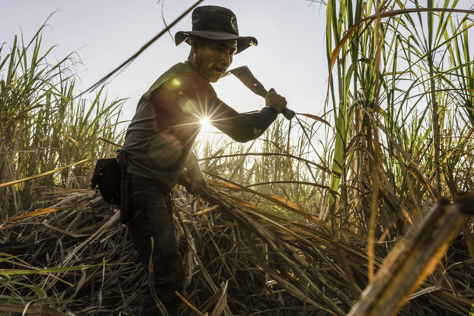  Kekchi men, internal migrant workers from Coban, cutting sugar cane in Santa Ana Company sugar cane fields near Isquintla, Guatemala on March 5, 2026. 