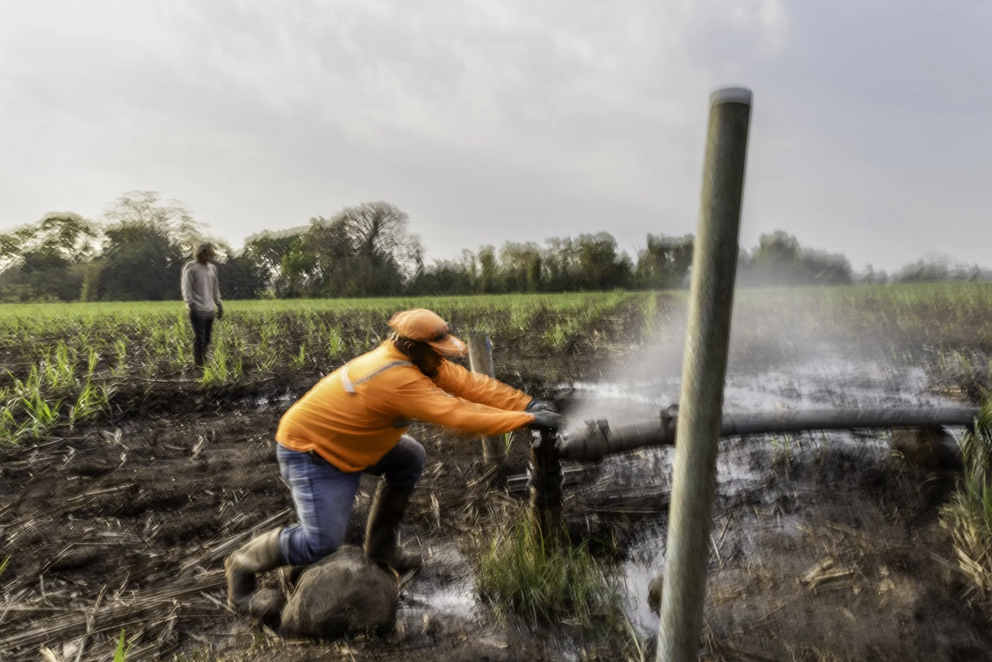  Irrigation workers for Pantaléon in Parselamiento El Cajon in sector El Betania, Guatemala on March 2, 2026. 