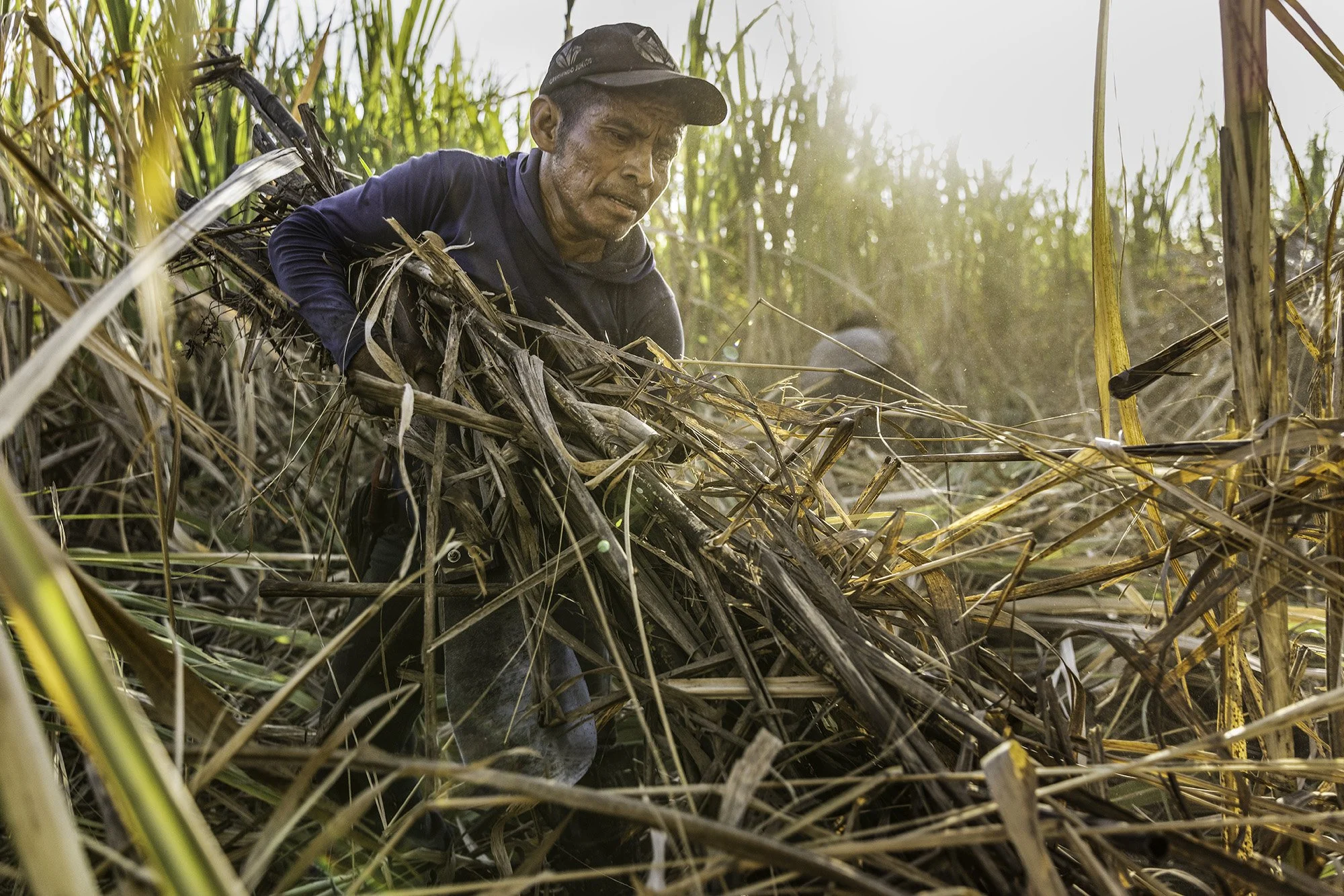  Kekchi men, internal migrant workers from Coban, cutting sugar cane in Santa Ana Company sugar cane fields near Isquintla, Guatemala on March 5, 2026. 