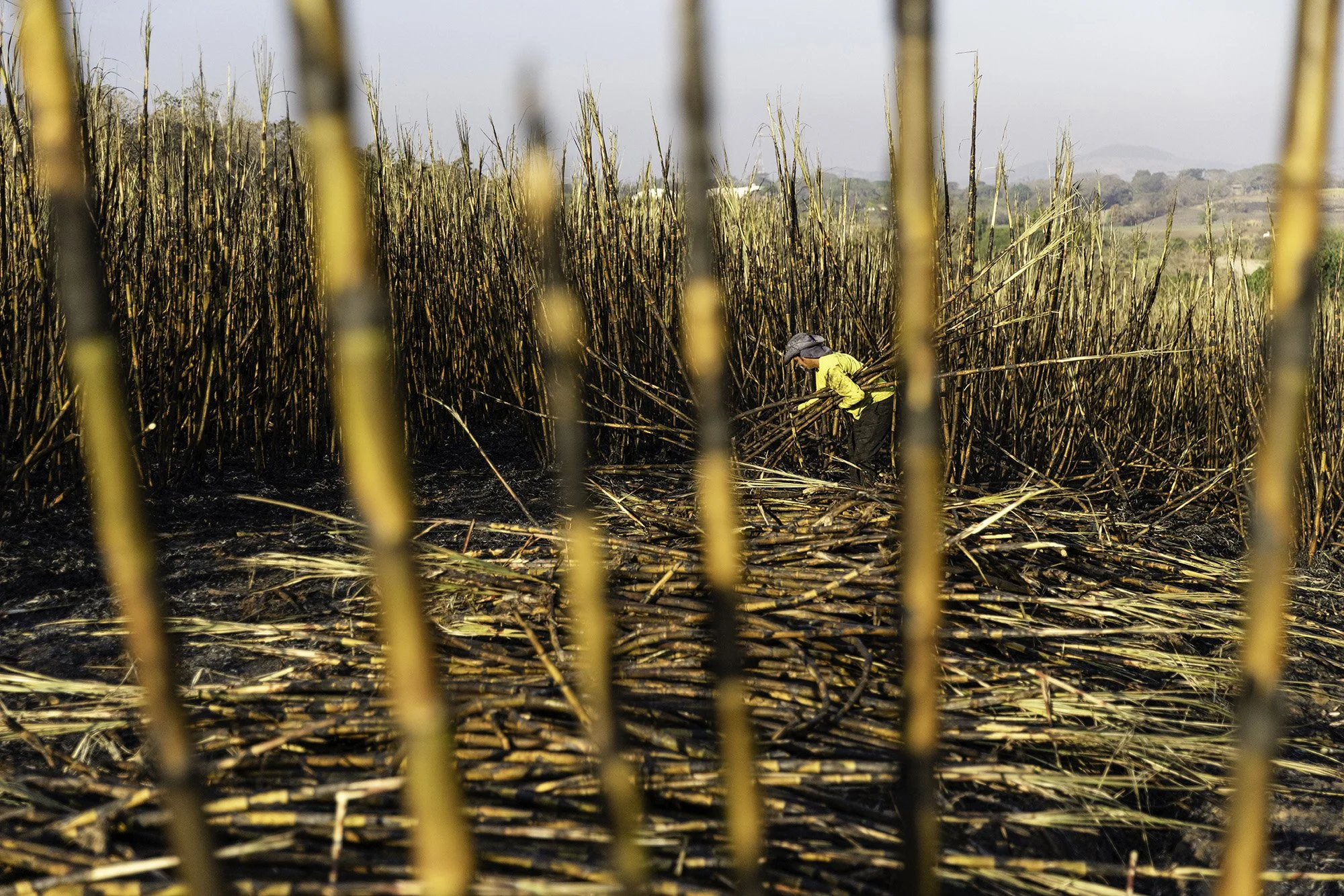  Sugar cane workers participating in La Isla Network's PREP program, which incorporates rest, water and shade into their work routine,  in Guazapa, El Salvador on March 7, 2026. 