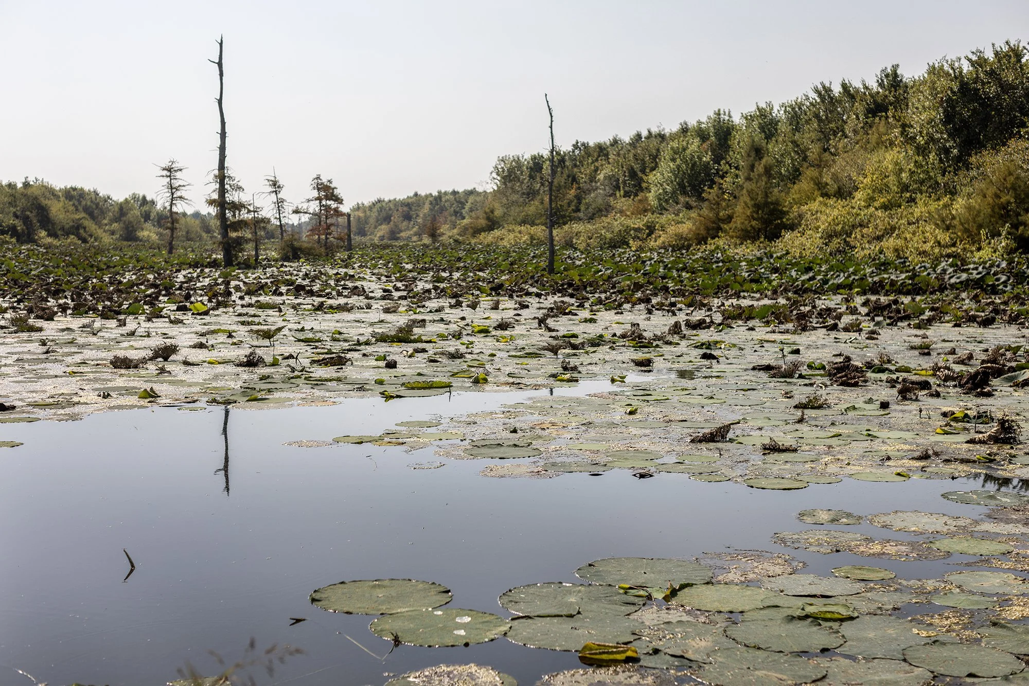  A bayou on Mike Wagner's land in Minter City, MIssissippi on September 18, 2025. 