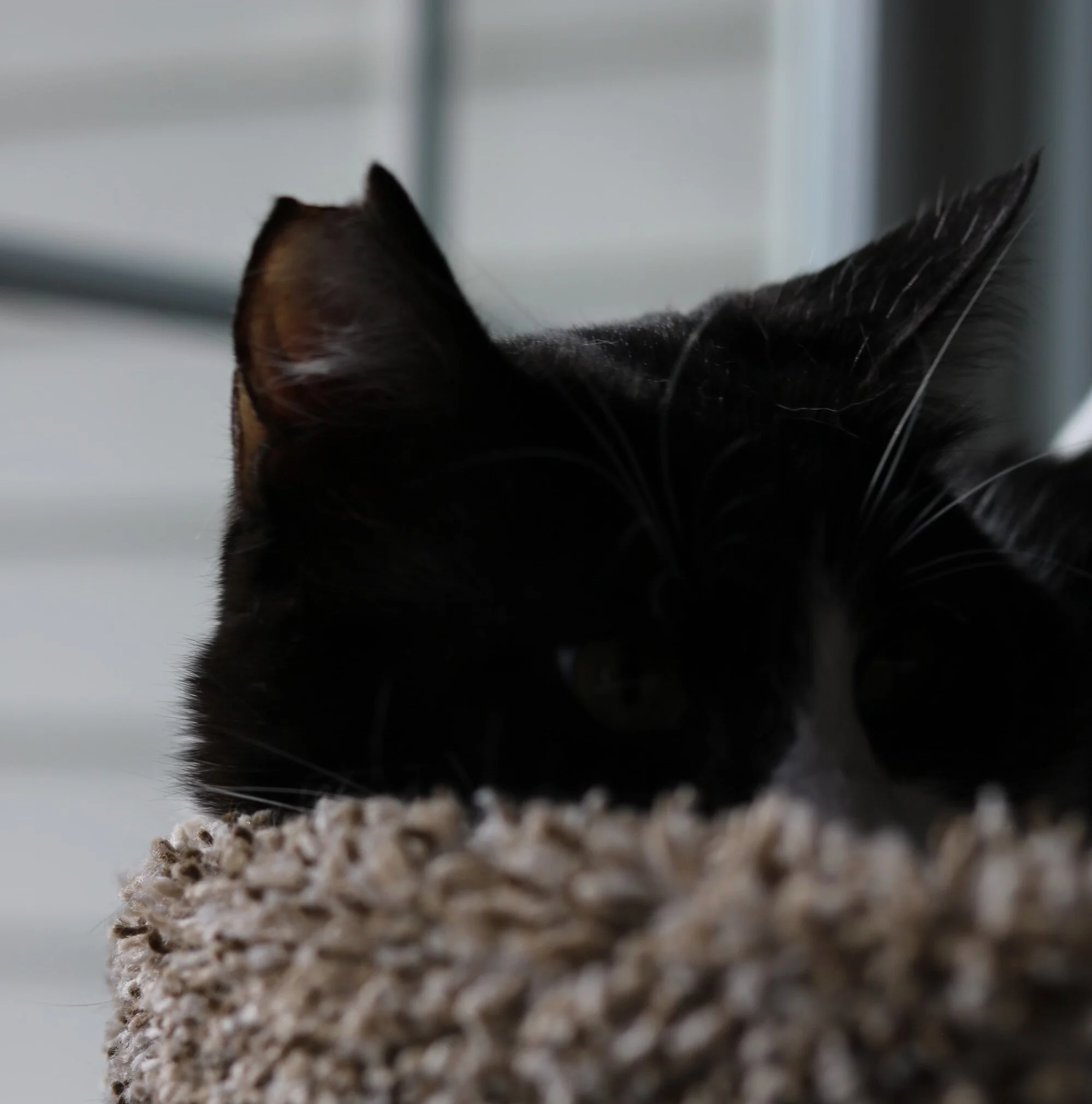 What is EarTipping? — Pause 4 Paws