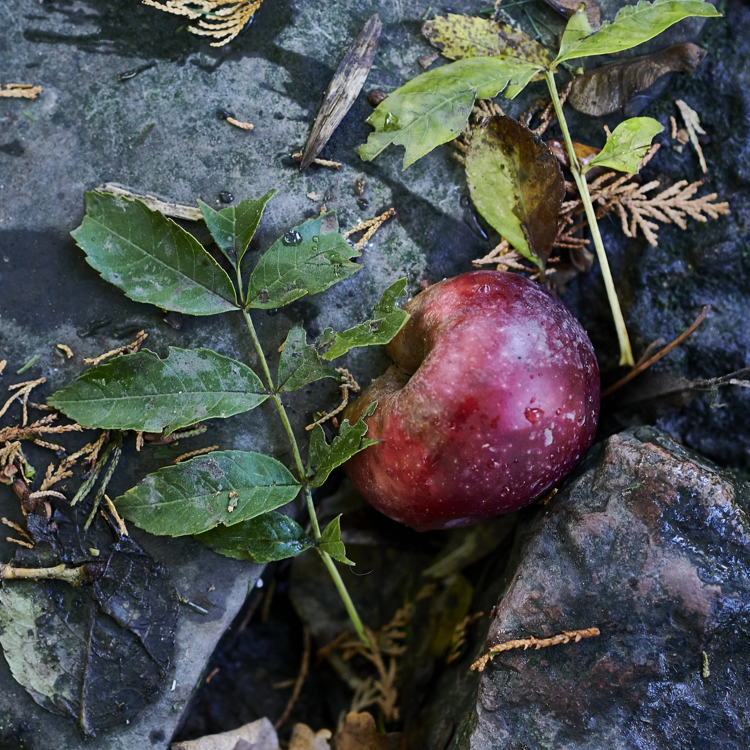Ripe red fruit resting on a rock among green leaves