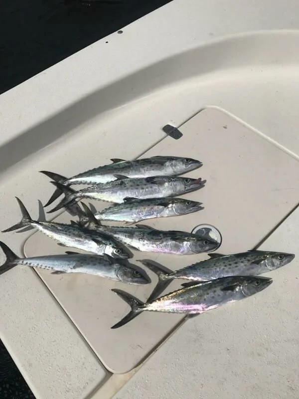 The Mackerel&nbsp;Have Arrived