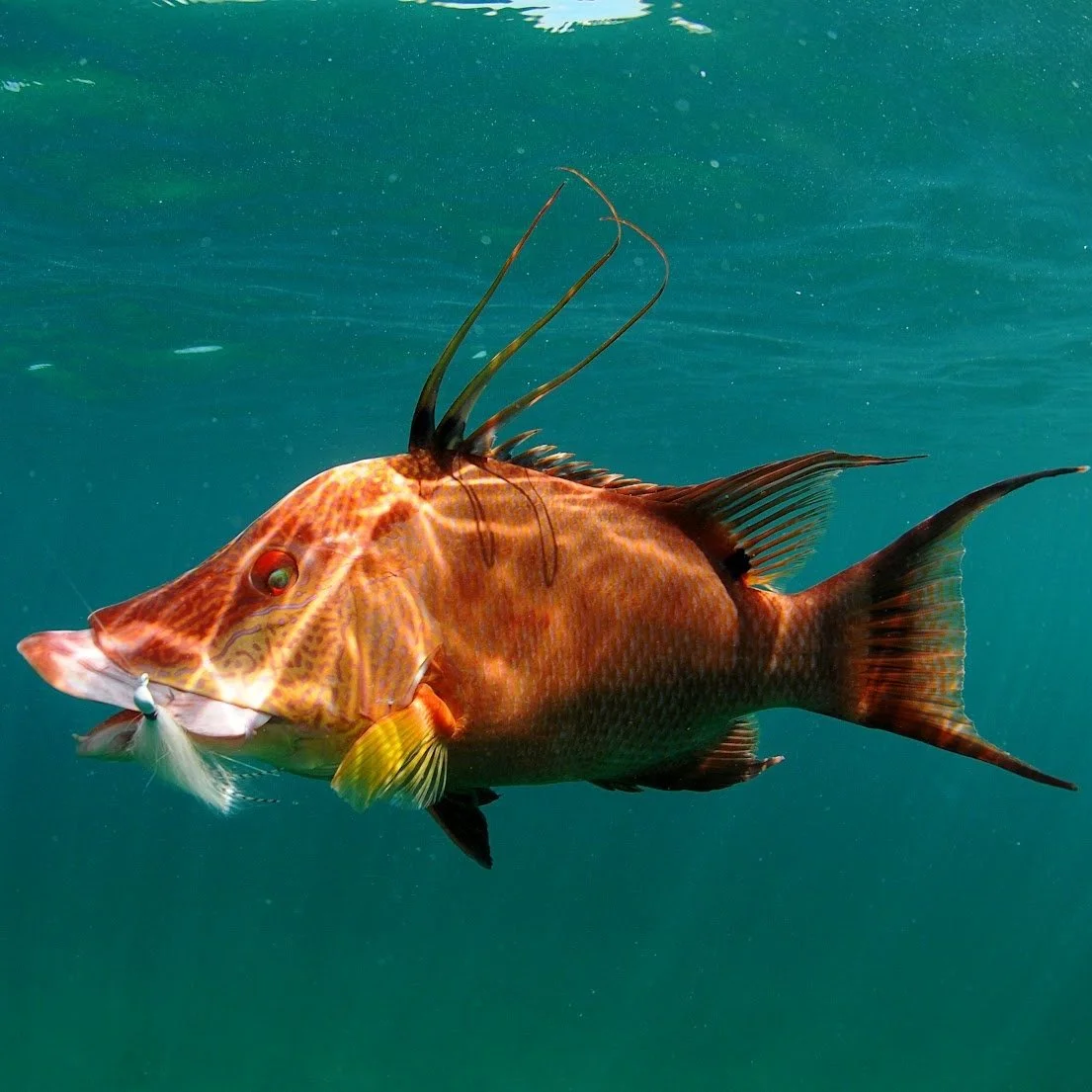 Hog Fishing Is Hot!!!