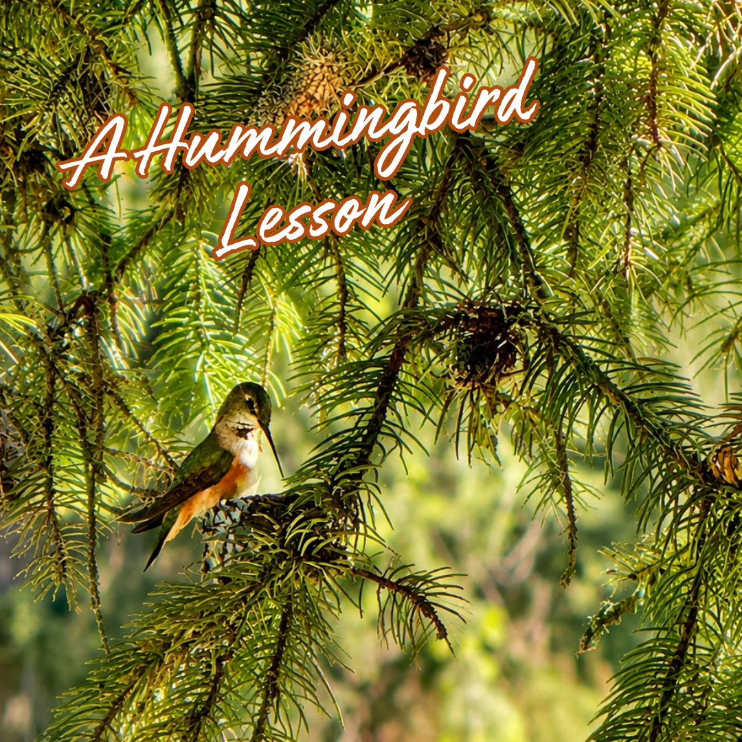 A Hummingbird Lesson 