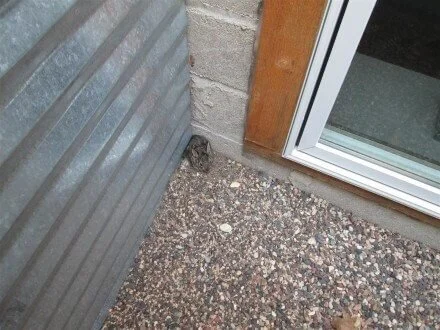 Animals, Skeletons, and Creepy Stuff Encountered During Home Inspections