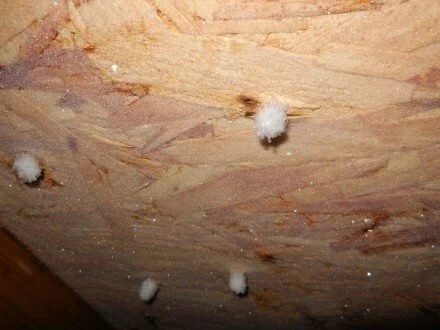 Frost in Attics