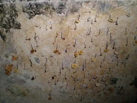 Mold testing vs. Moisture Testing