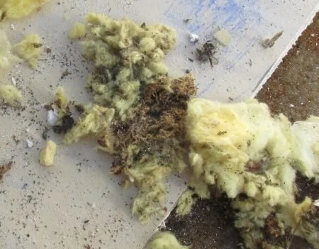 Concealed damage, part 2: stinky bees