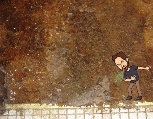 Socks or shoes for the home inspector?