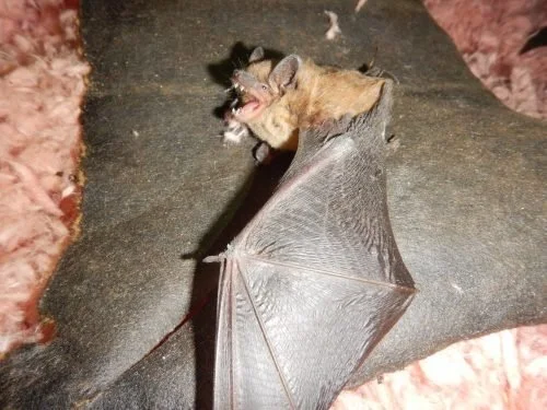 Animals, skeletons, and creepy home inspection stuff, 2019