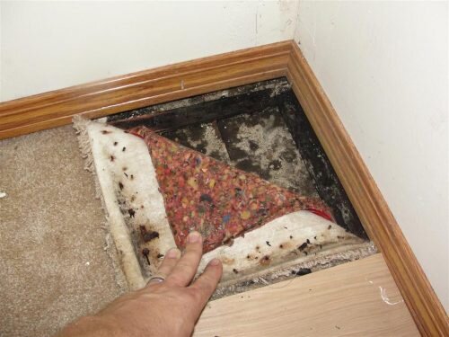 Podcast: The most common place to find mold in homes, and mold talk with Vickie Swenson Part II