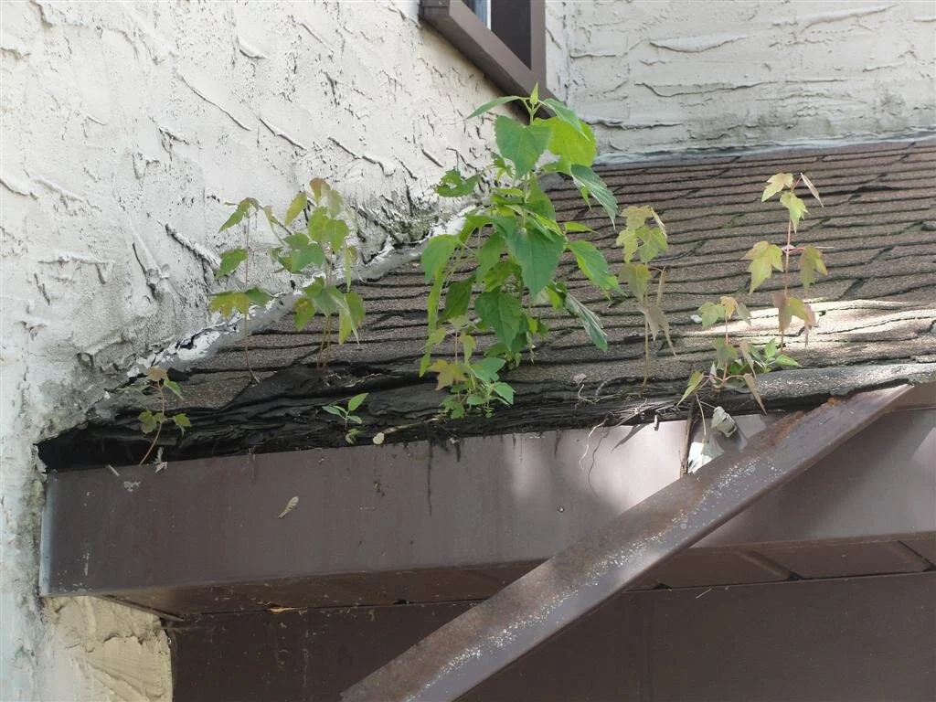 trees growing in roof.JPG