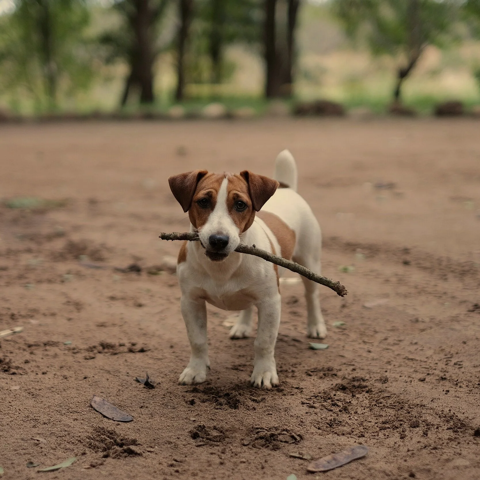 Episode 15 - Lost in Space: One of Our Dogs is Missing