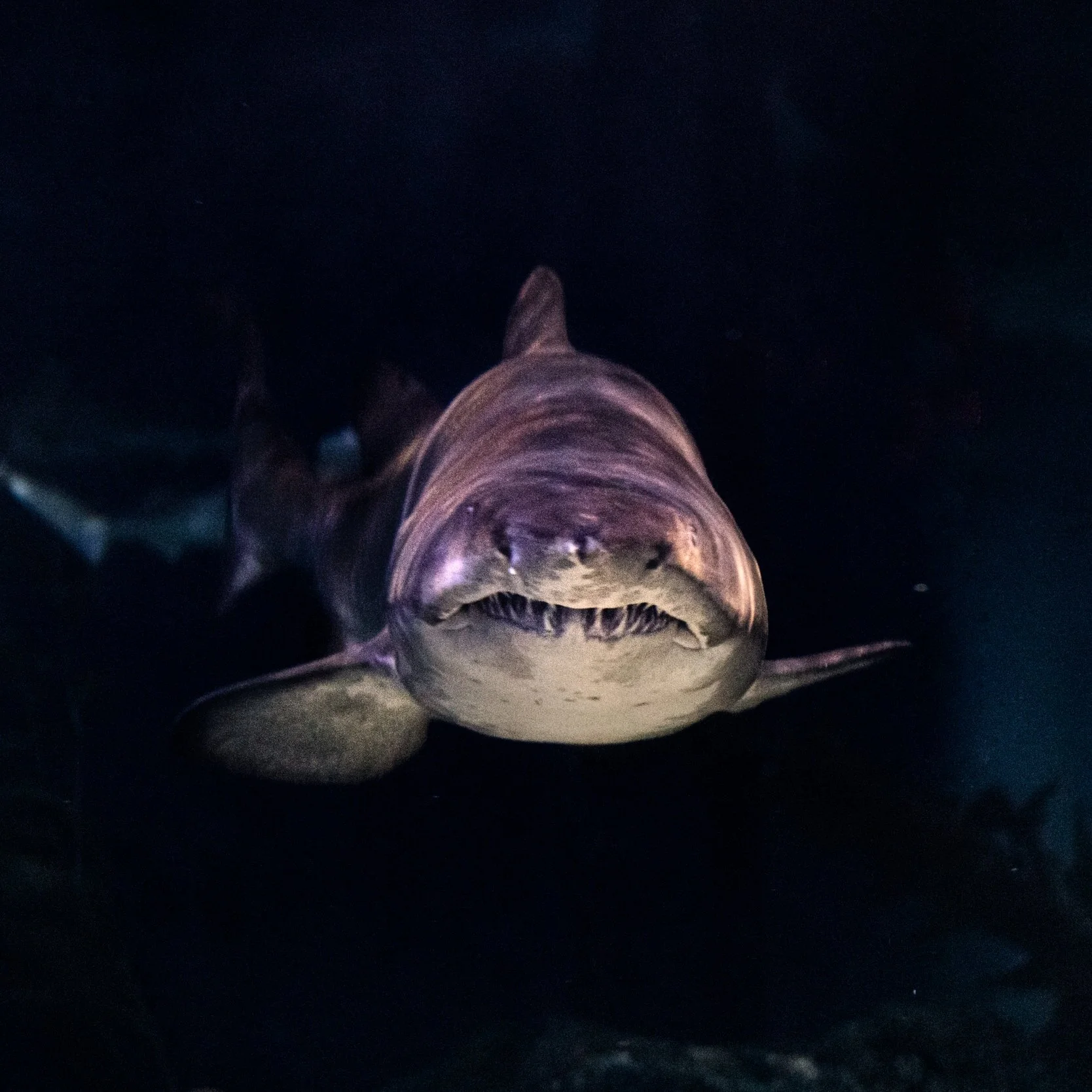 Episode 39 - Sharktopus vs. Whalewolf