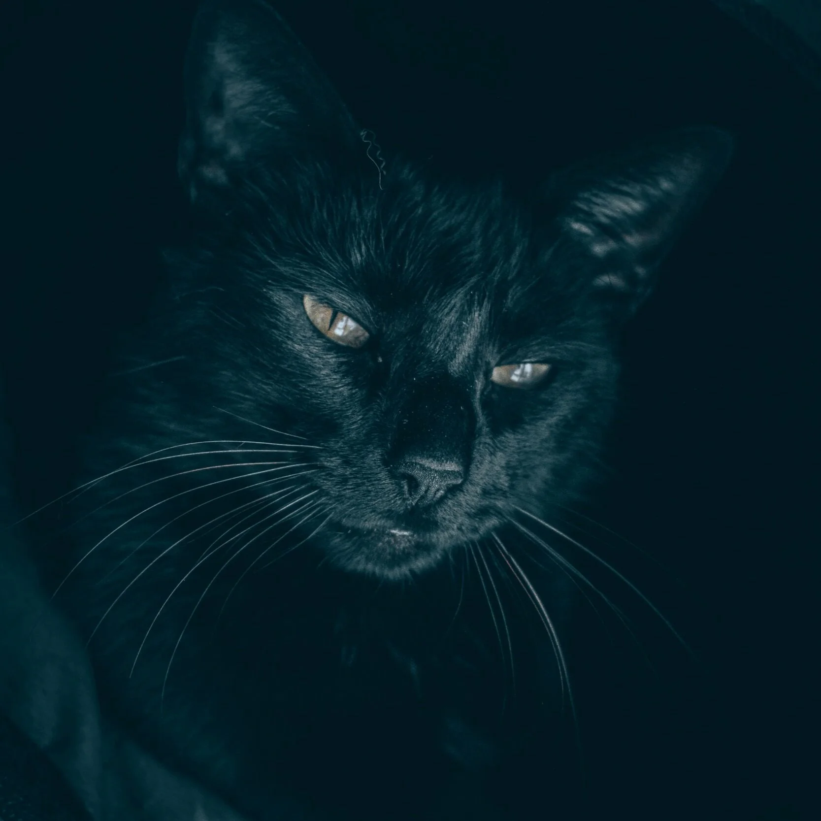 Episode 43 - Manimal: Scrimshaw