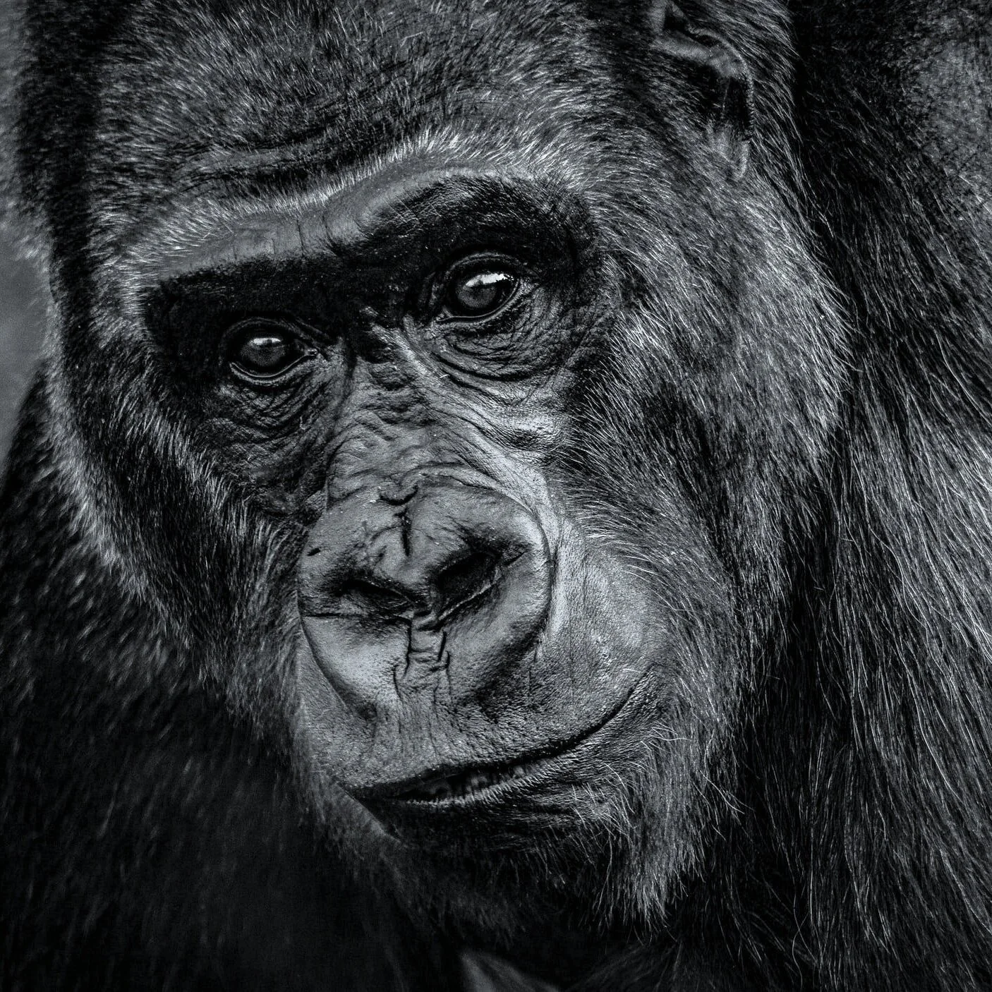 Episode 56 - Planet of the Apes (1968)