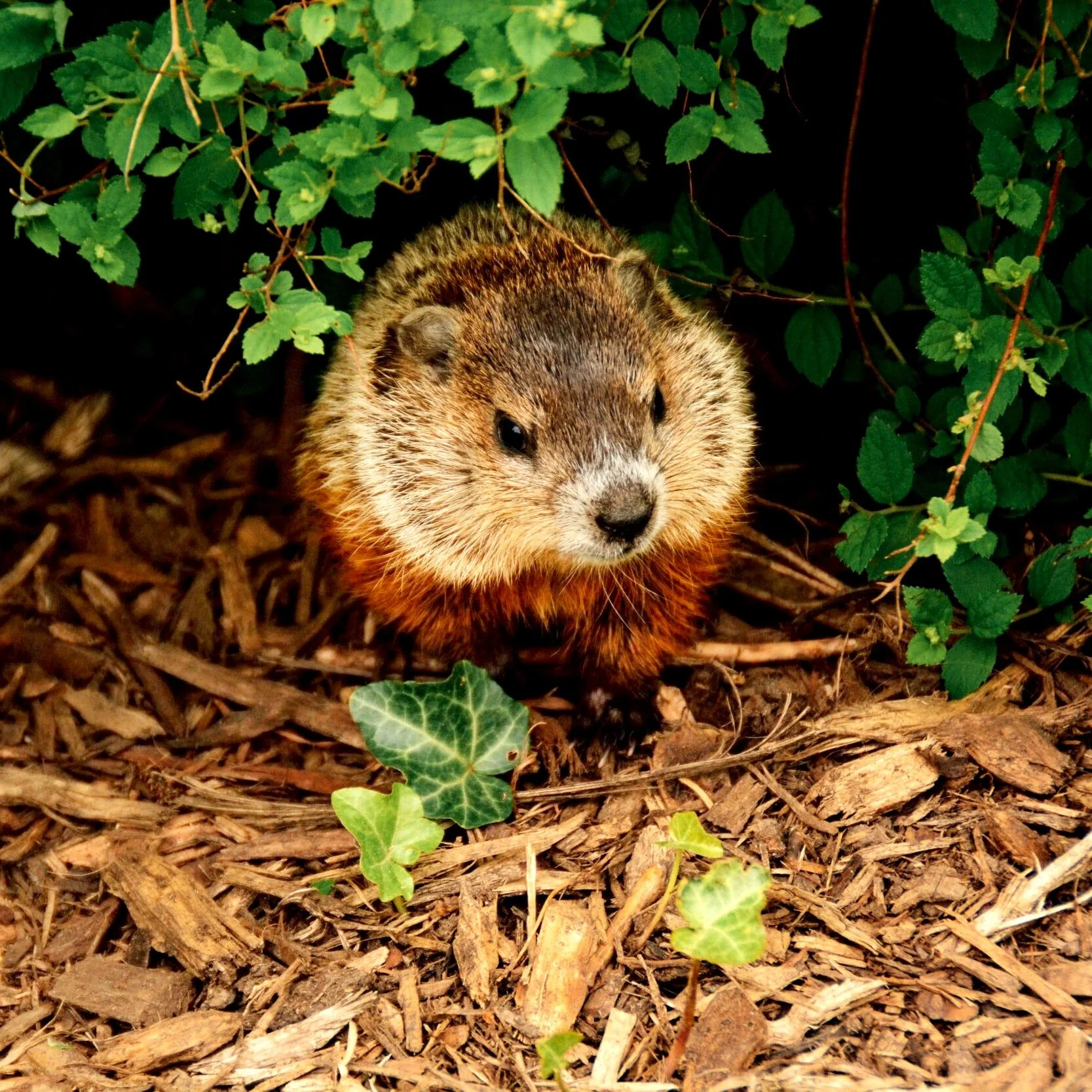 Episode 58 - Groundhog Day