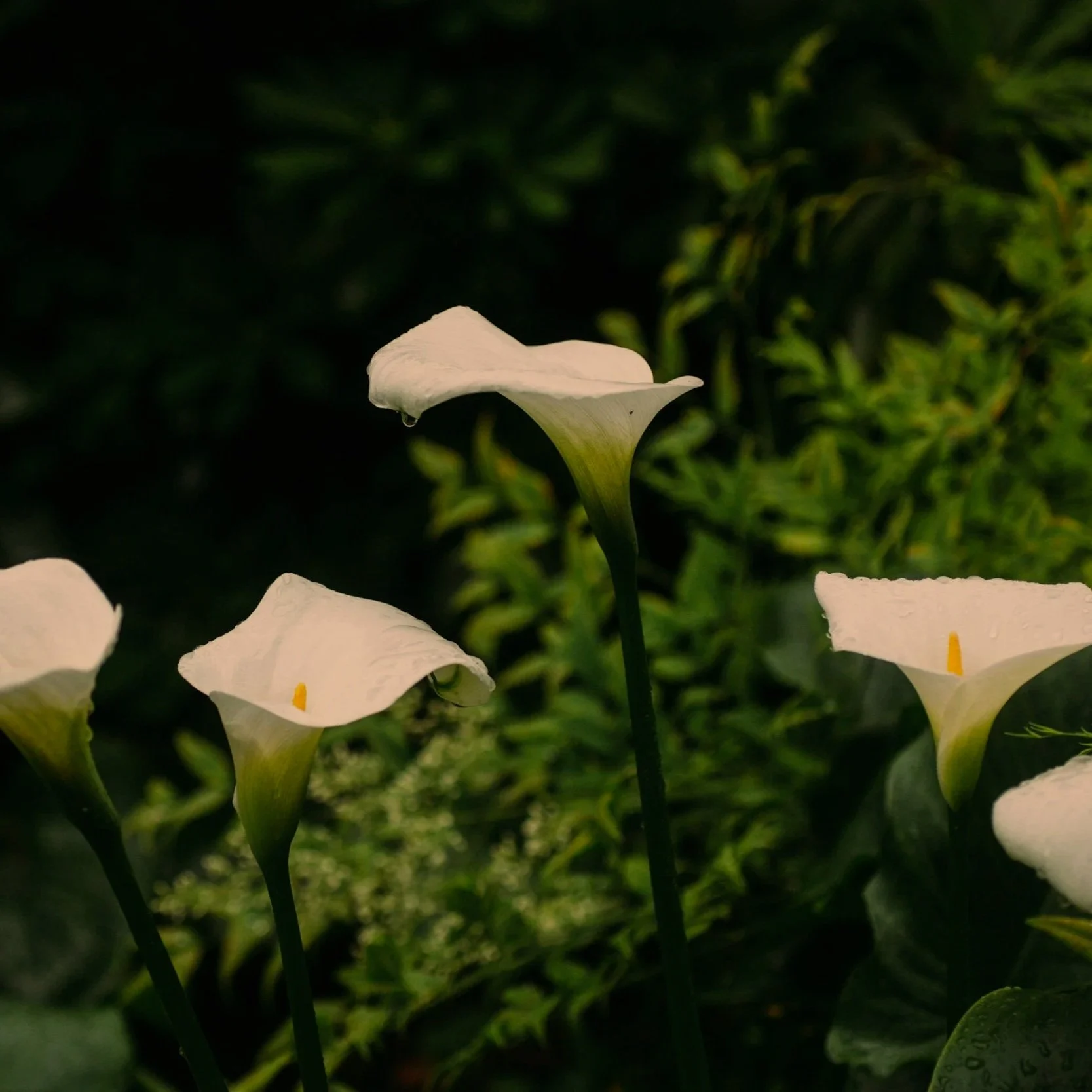 Episode 252 - The Day of the Triffids: Part Two