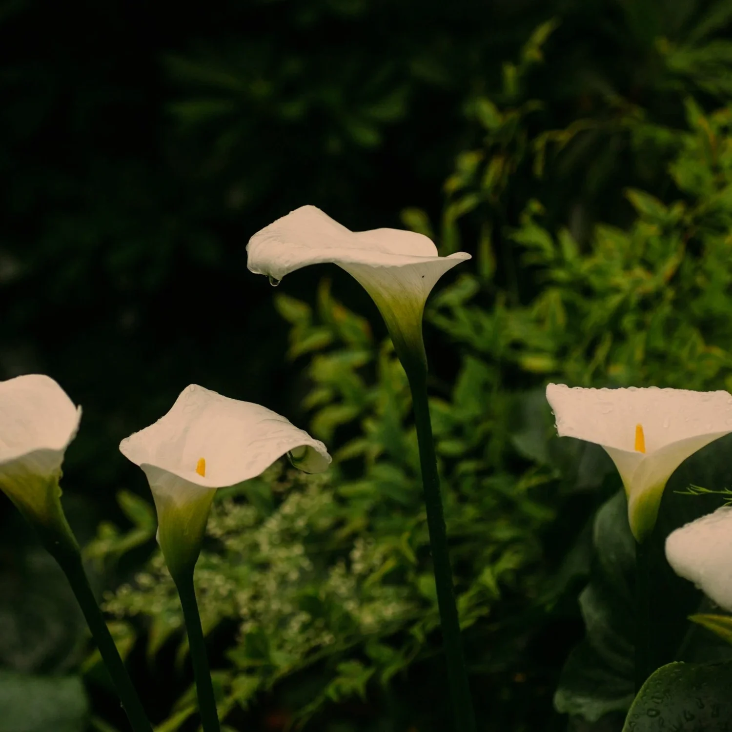 Episode 252 - The Day of the Triffids: Part Two Episode 252 - The Day of the Triffids: Part Two