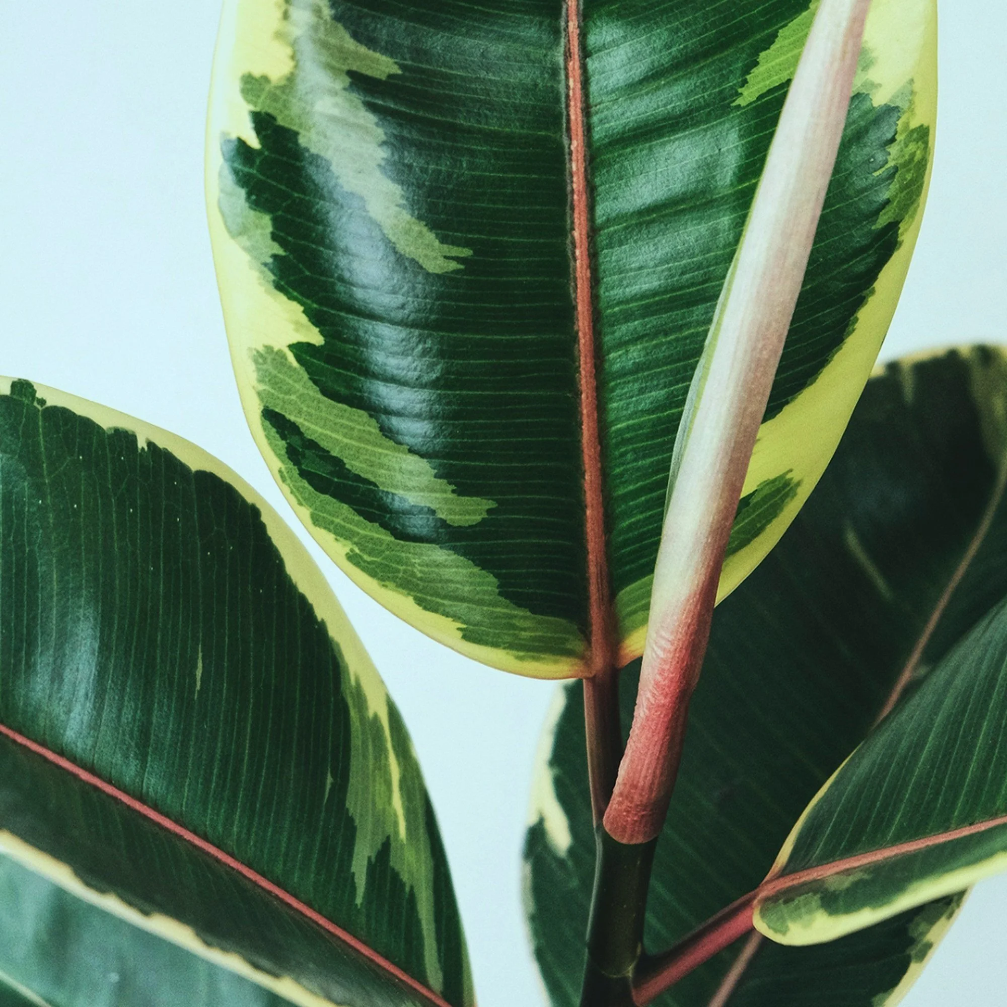Episode 266 - Quark: The Good, the Bad, and the Ficus