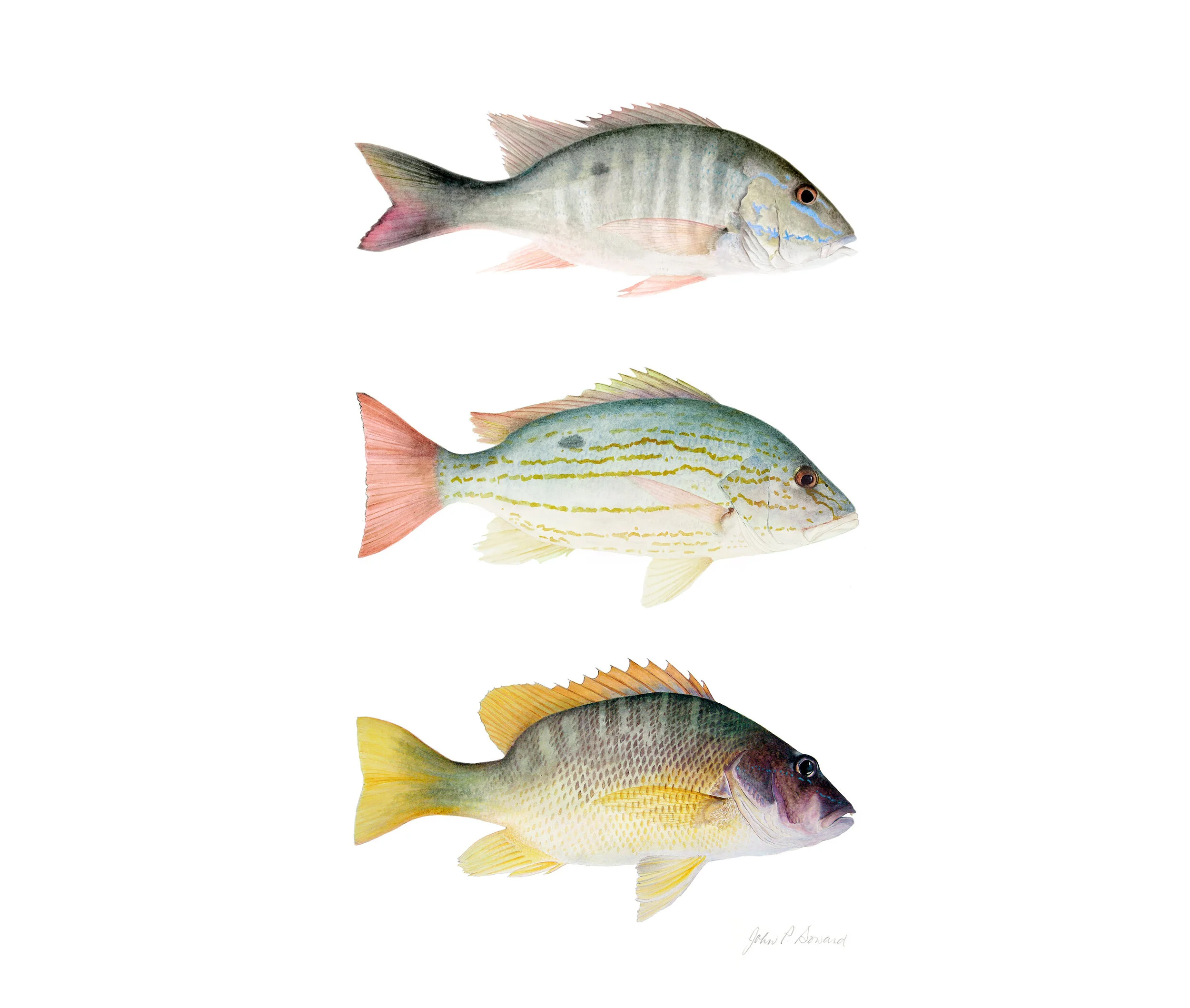 Mutton Snapper, Land Snapper, Dog Snapper