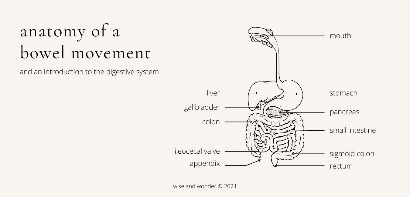Ultimate Constipation Guide Wise & Wonder — wise and wonder