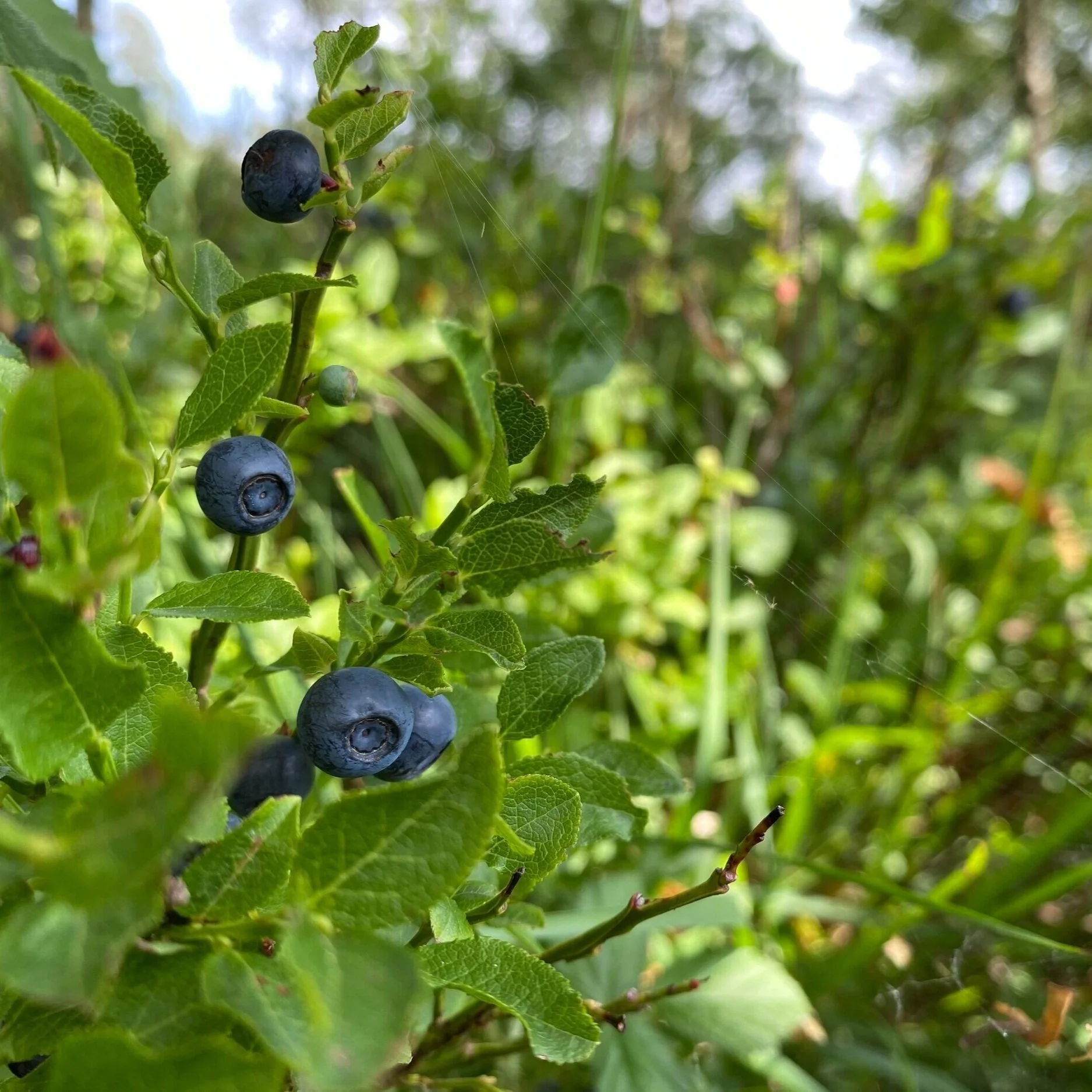 001 - A Little Bilberry Adventure... 