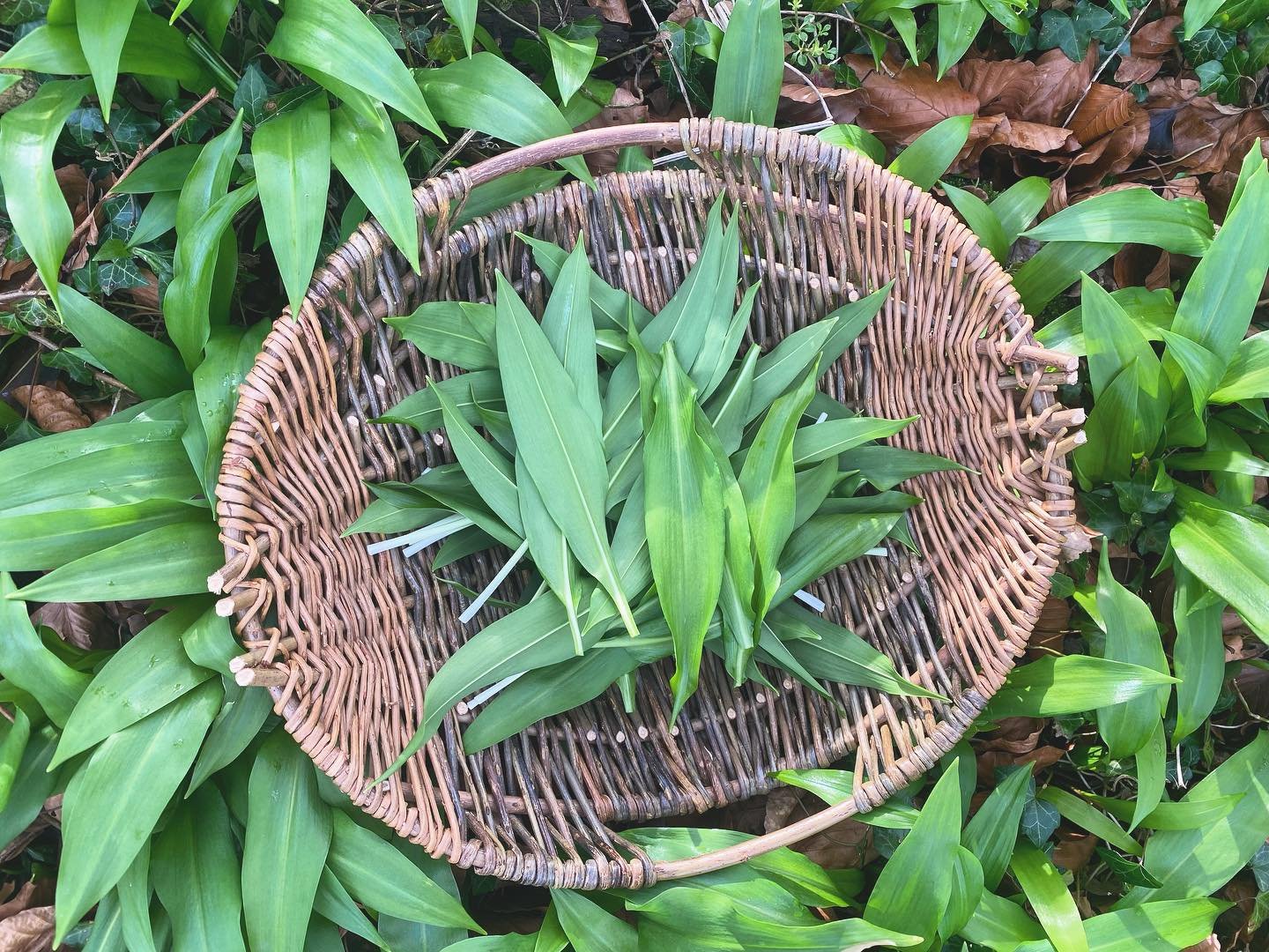 The first pick of the season&hellip;
-
#theforestschoolcompany